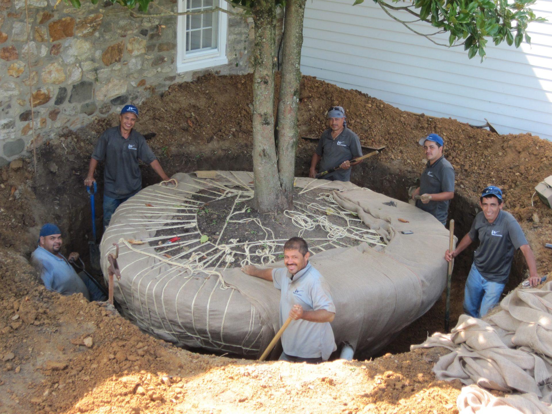 Large tree transplanting
