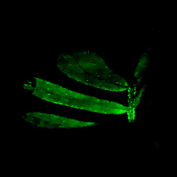 Github Waller Lab Diffusercam Tutorial Build Your Own Diffusercam Tutorial - Geometric Arts - Elegant HD Collection