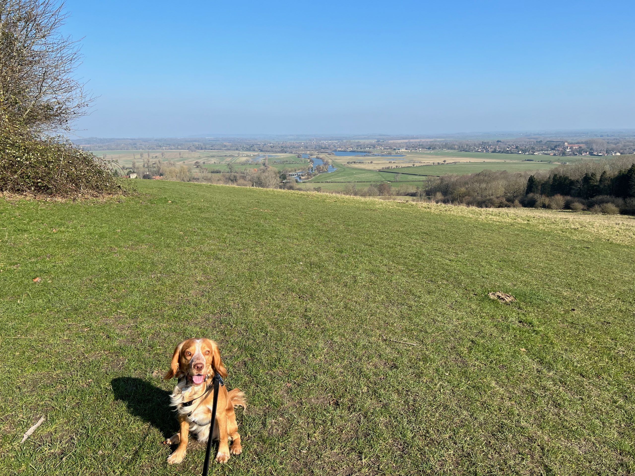 Wittenham Clumps