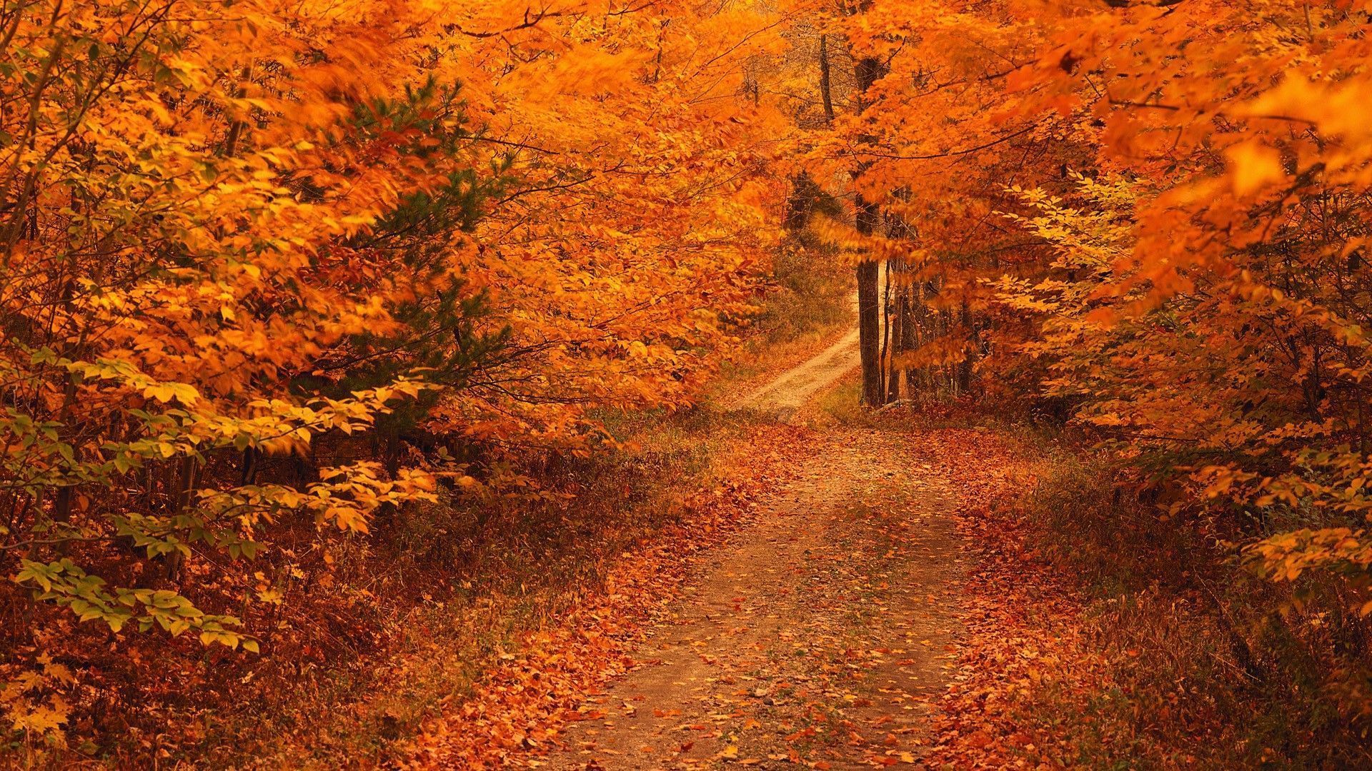 Autumn leaves wallpaper with nice garden view. Download Autumn Wallpaper 1414 1920x1080 Px High Resolution