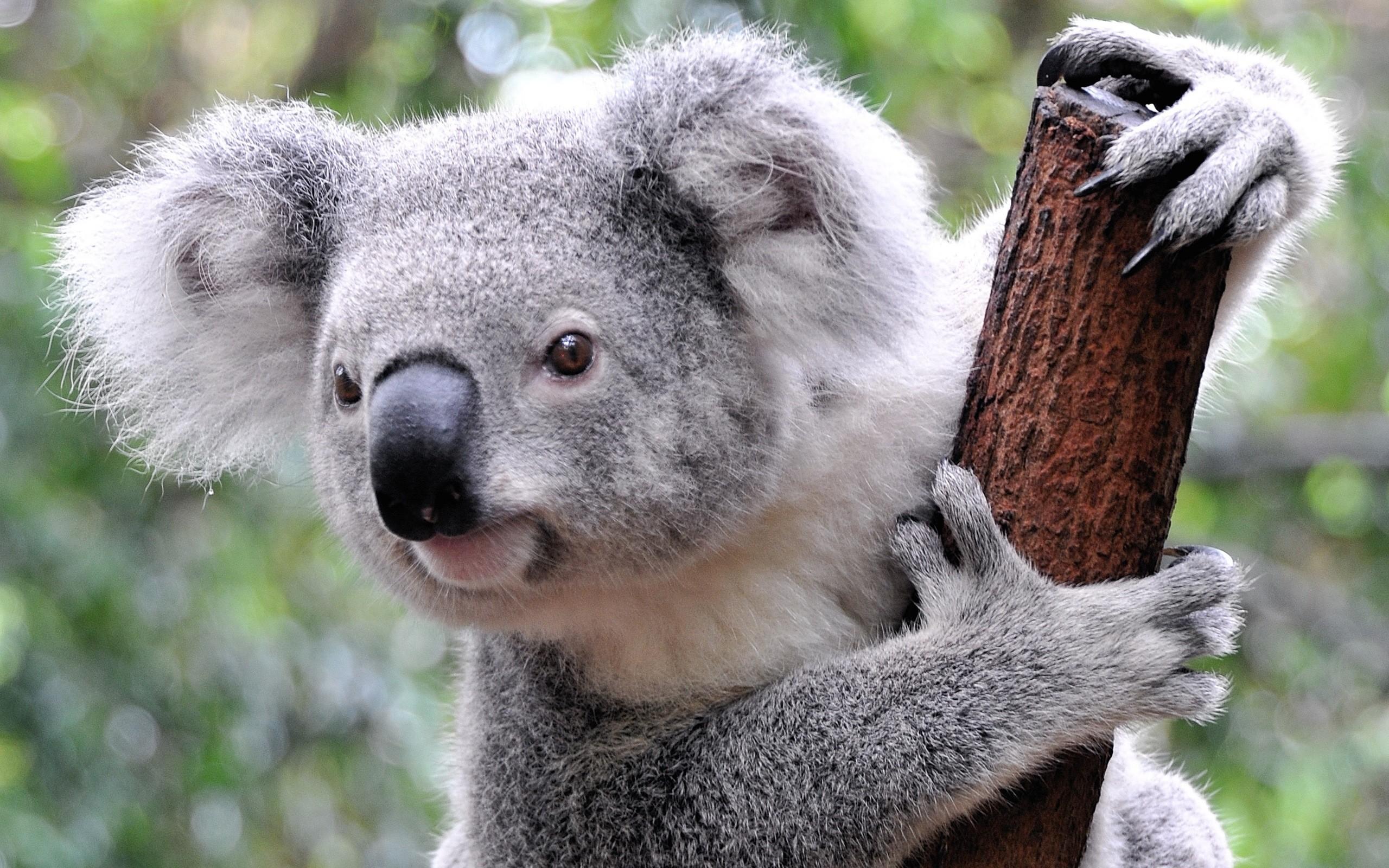 Koala bears are very cute and funny animals and . Koala Bear Wallpapers Top Free Koala Bear Backgrounds Wallpaperaccess