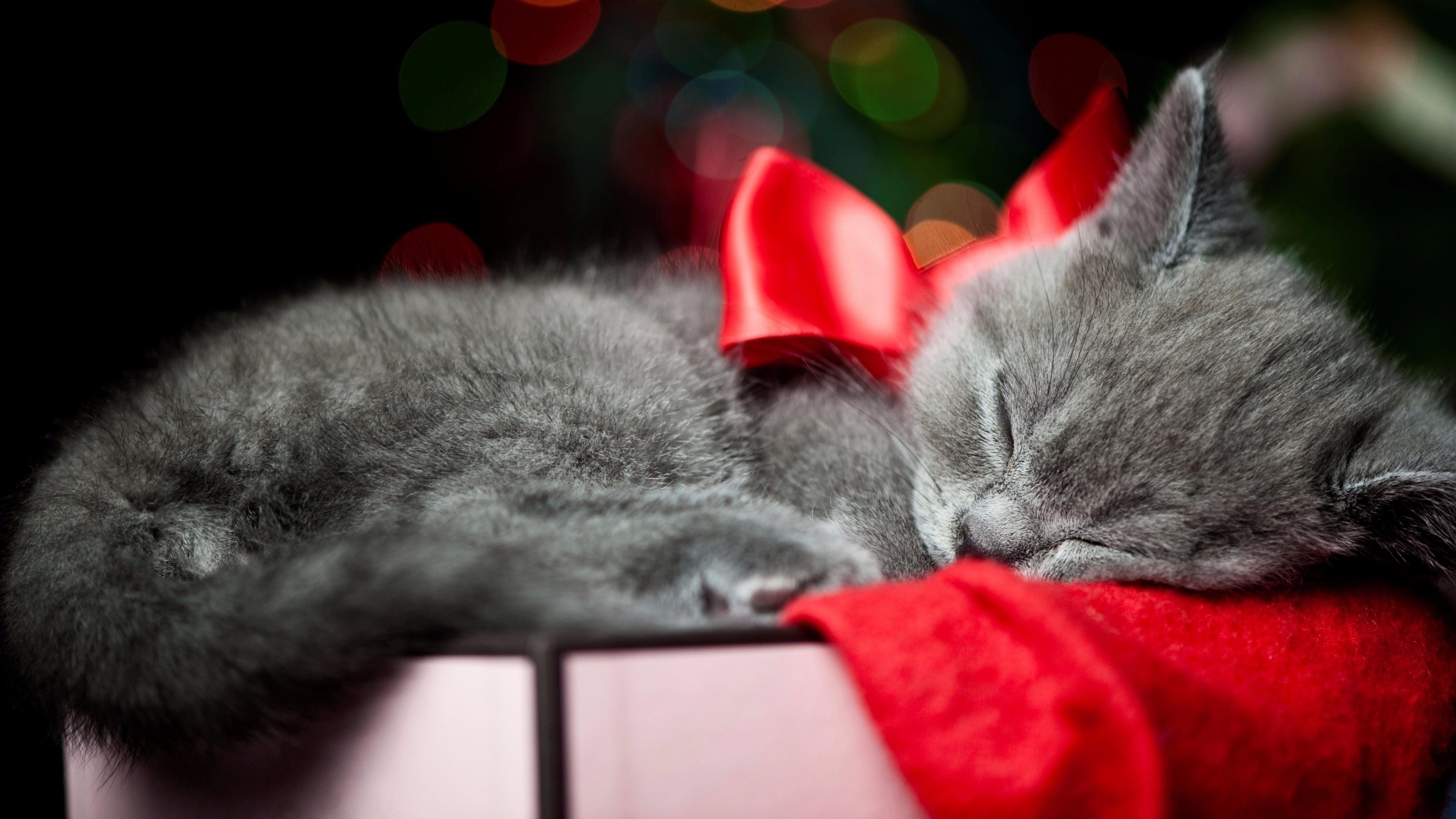 Christmas kitten hd wallpapers