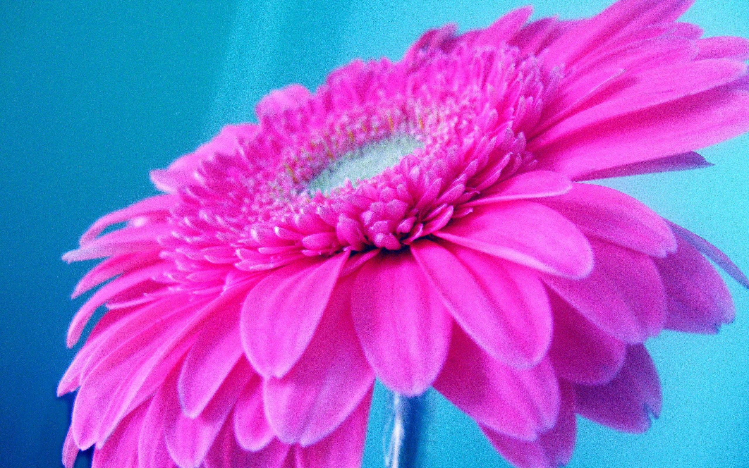 hot pink wallpapers top free hot pink backgrounds on hot pink wallpapers
