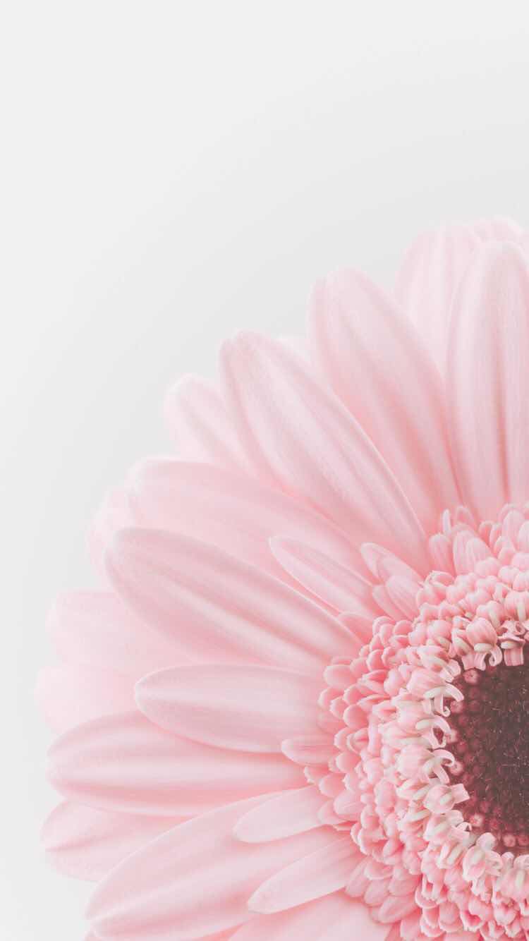 Pastel Floral Wallpapers Top Free Pastel Floral Backgrounds Wallpaperaccess