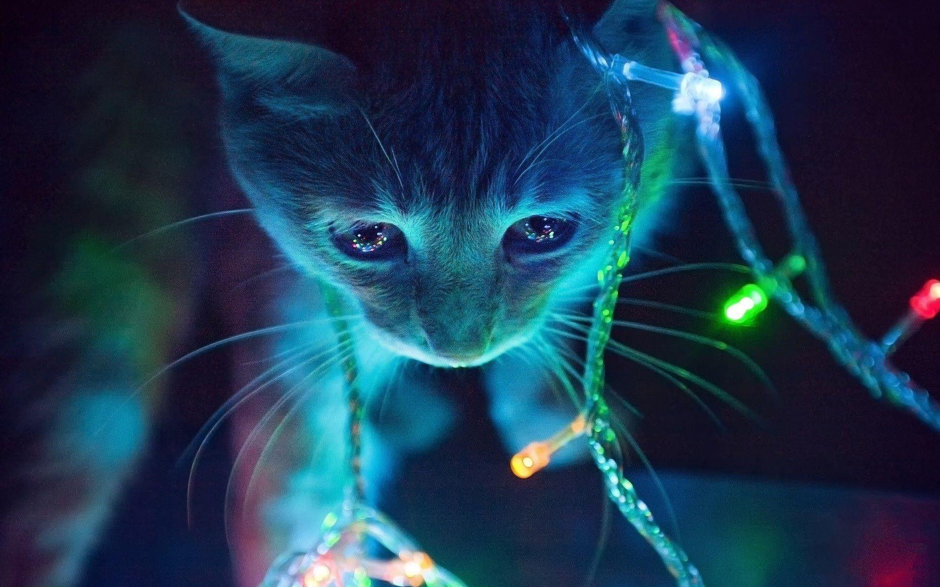 Christmas kittens wallpapers