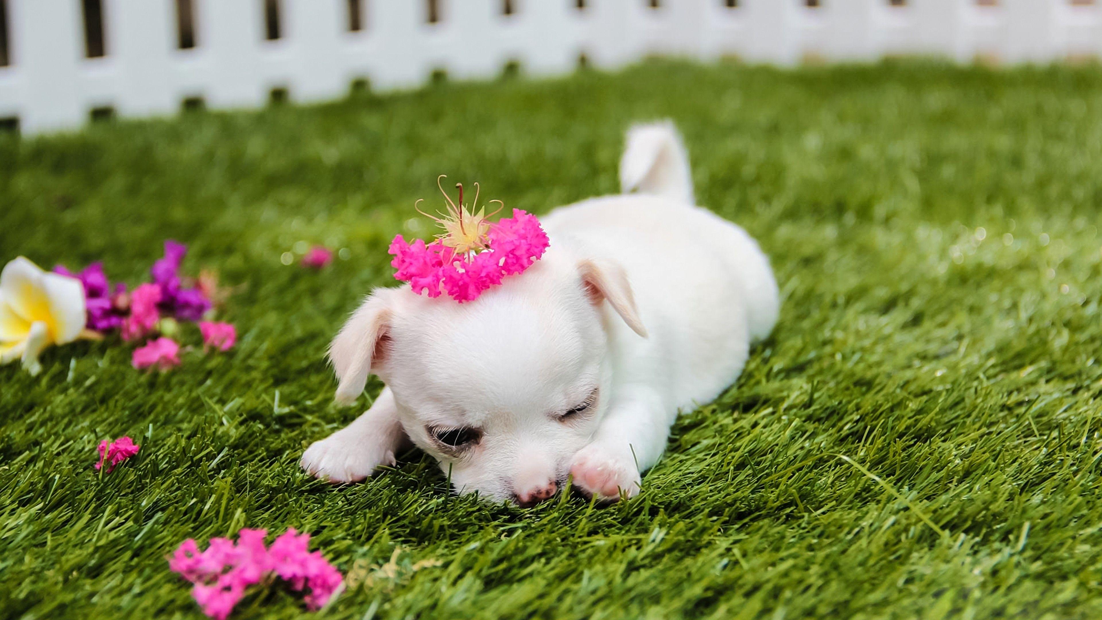 Take a look at this adorable, little girl. Cute Puppies Wallpapers Top Free Cute Puppies Backgrounds Wallpaperaccess