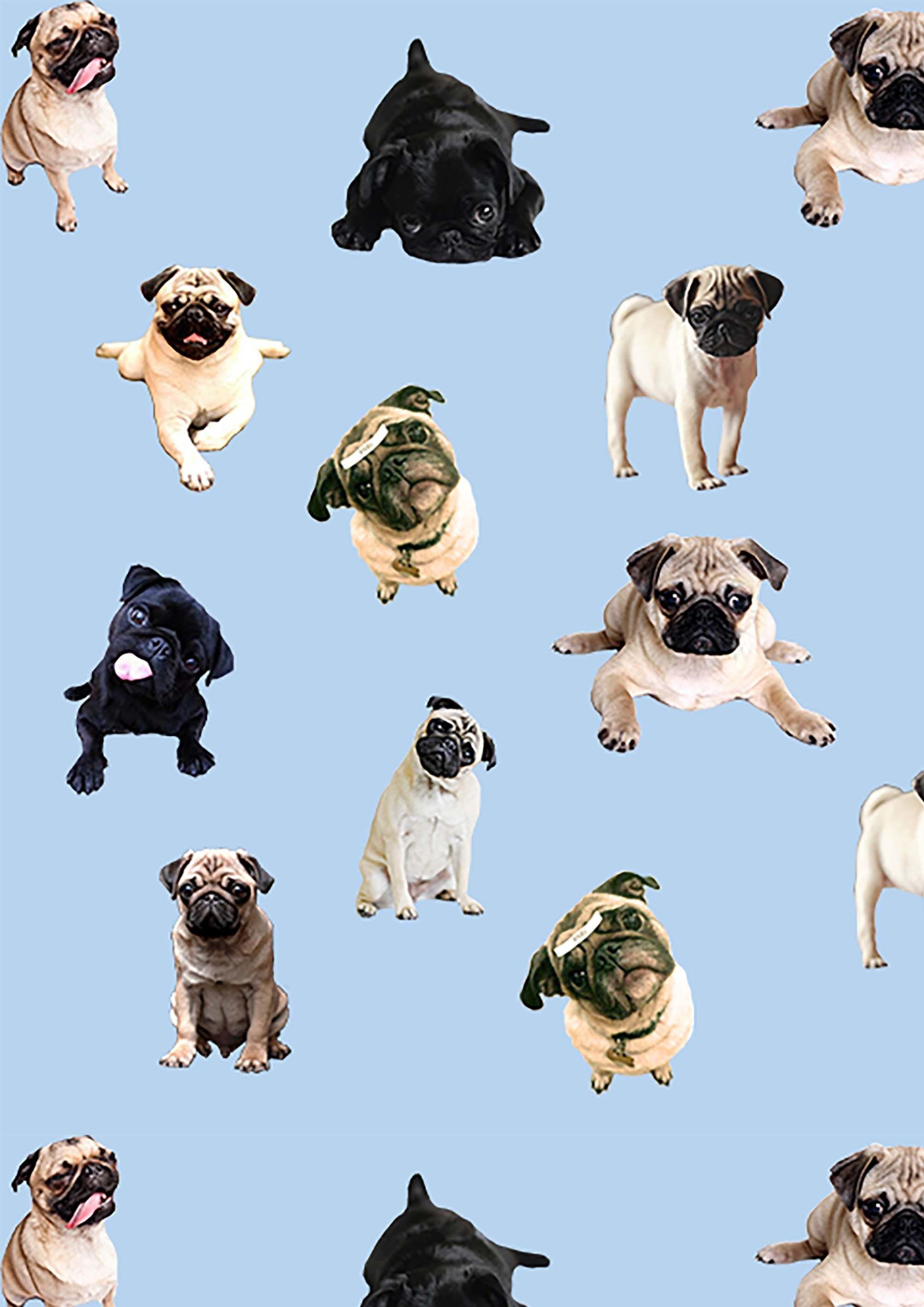 Choose from a curated selection of pug wallpapers for your mobile and desktop screens. Pug Iphone Wallpapers Top Free Pug Iphone Backgrounds Wallpaperaccess
