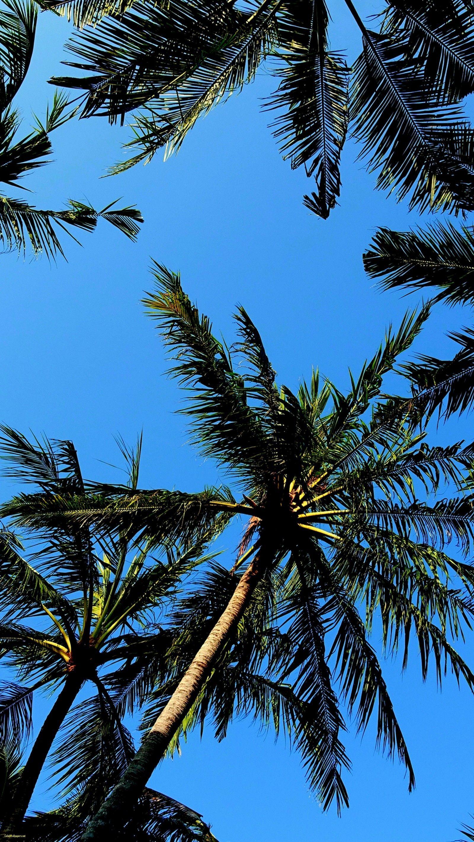 Palm tree wallpapers