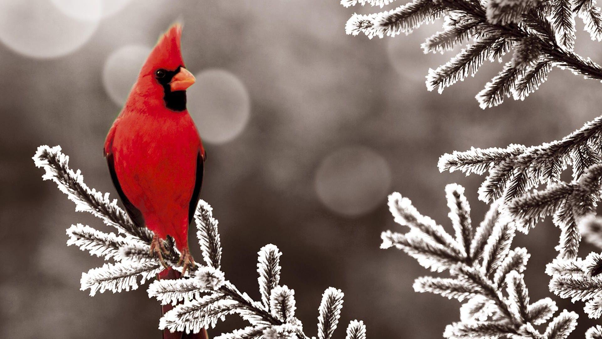 Cardinal birds, bird wallpaper> ; Cardinal In Snow Wallpapers Top Free Cardinal In Snow Backgrounds Wallpaperaccess