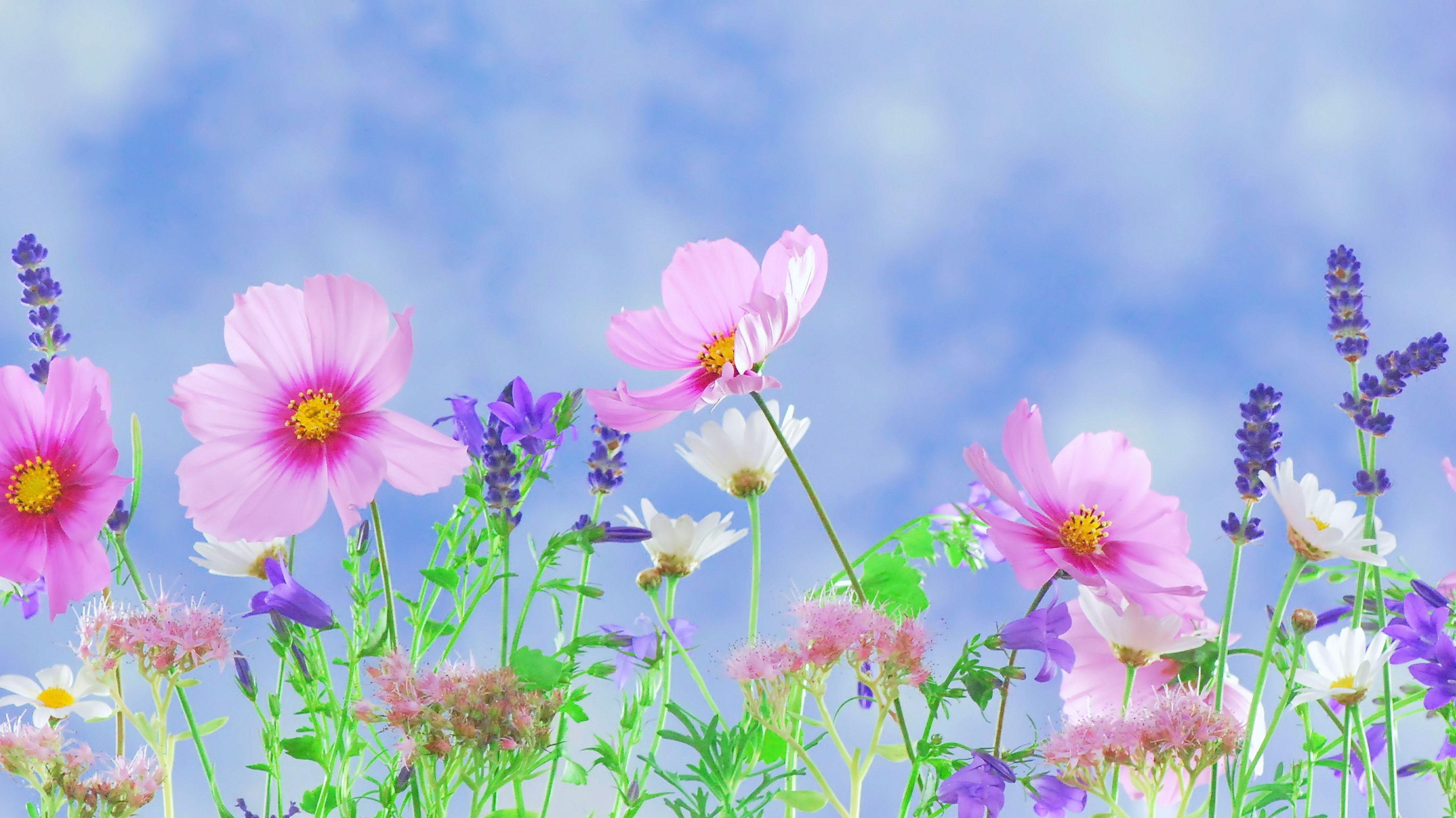 4k flower wallpapers