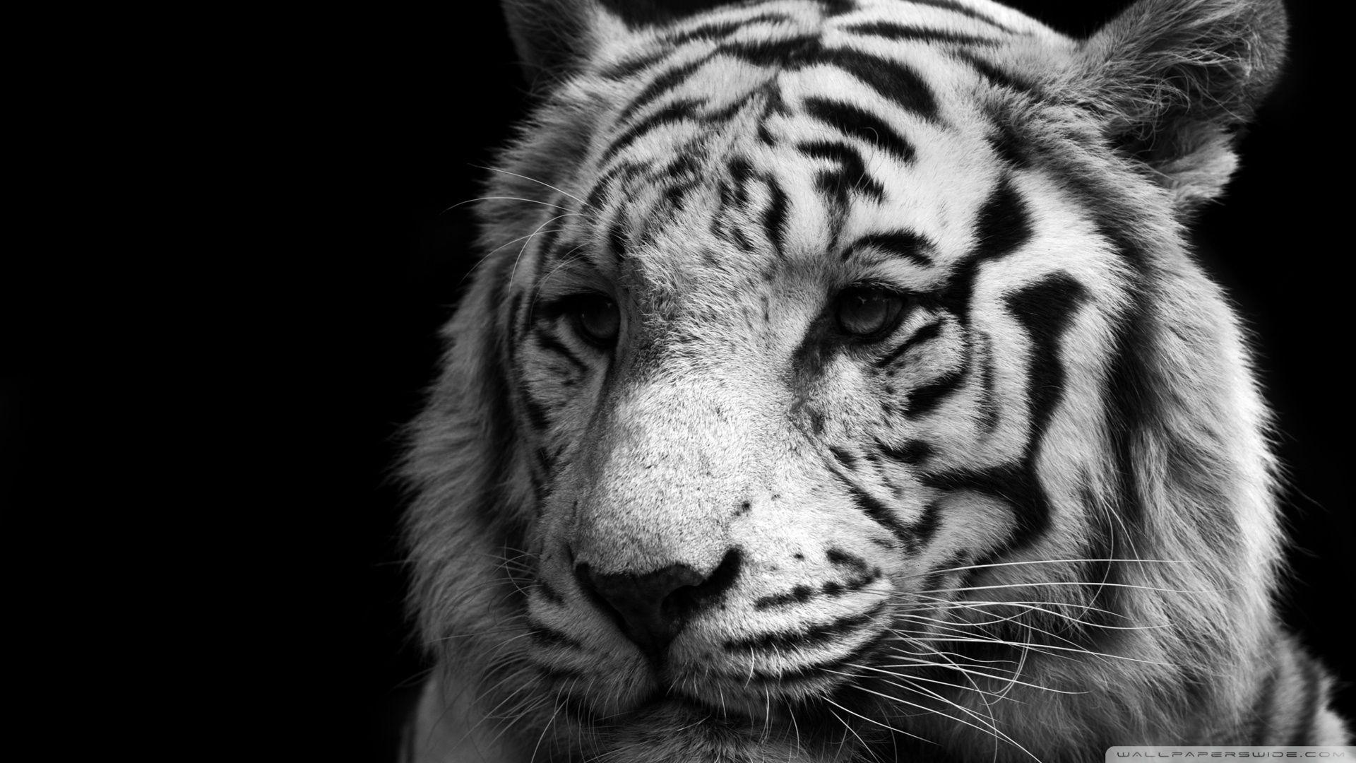 In far eastern mythology, the white tiger symbolizes both the ruling of the fall season and metals. Black And White Tiger Wallpapers Top Free Black And White Tiger Backgrounds Wallpaperaccess