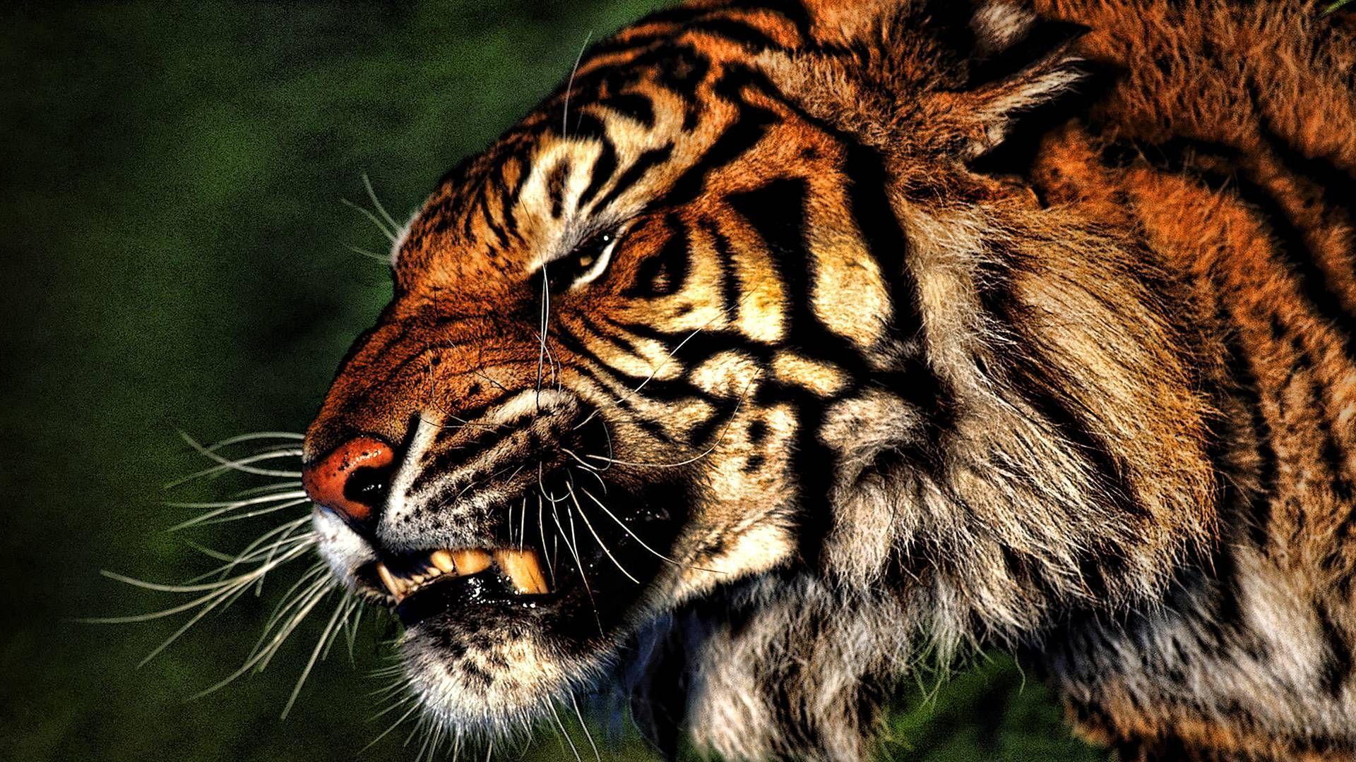 Download Tiger Hd Wallpaper Images