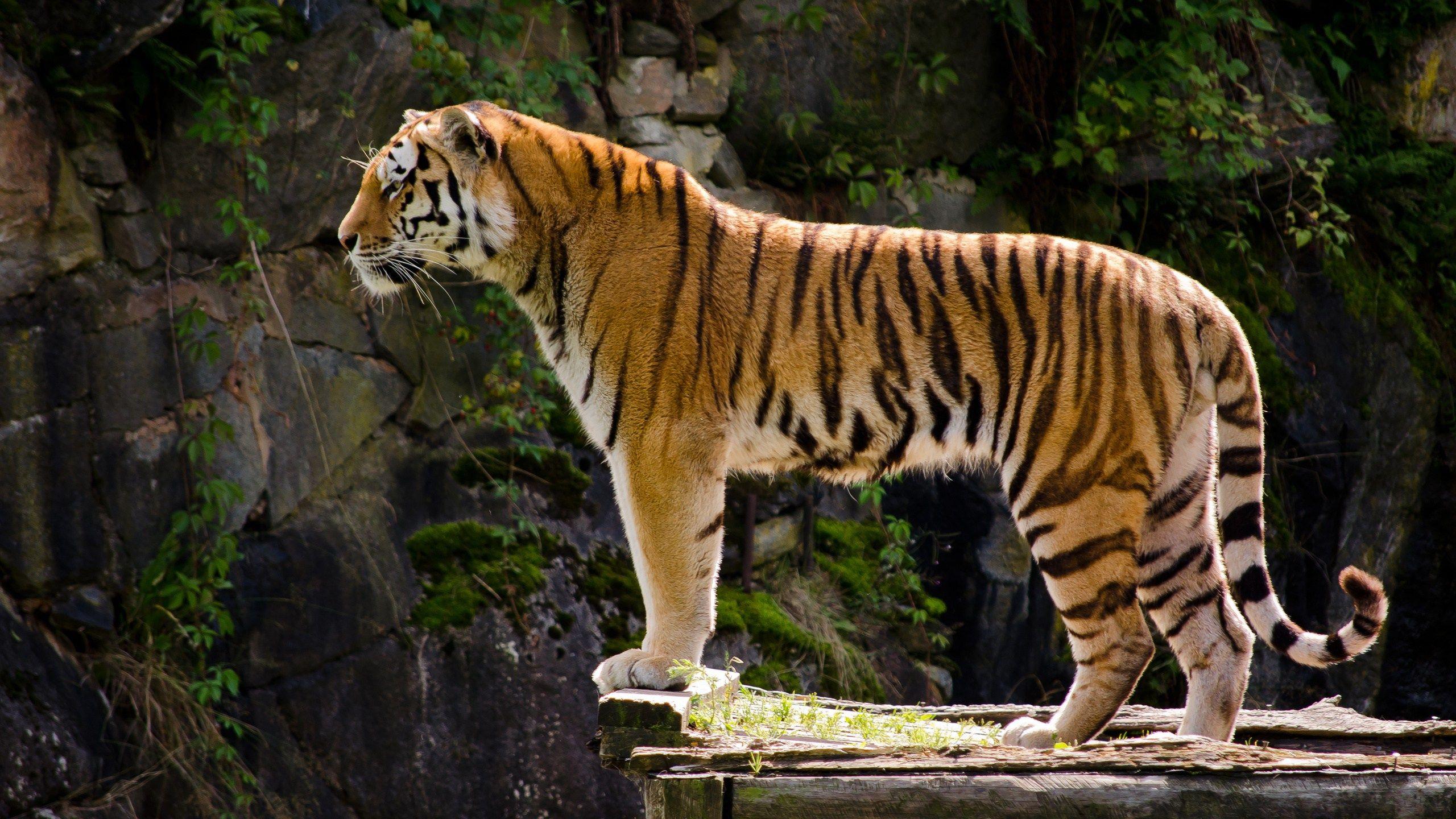 Ottieni immagini Awesome Tiger Wallpapers Top Free Awesome Tiger Backgrounds ultima da parte di