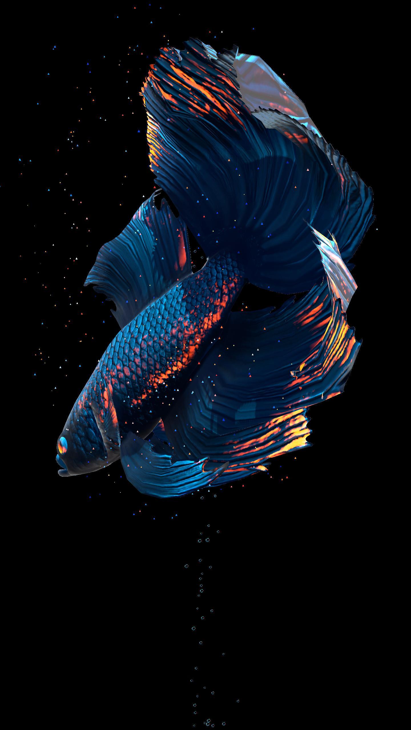 Betta Fish Wallpapers Top Free Betta Fish Backgrounds Wallpaperaccess