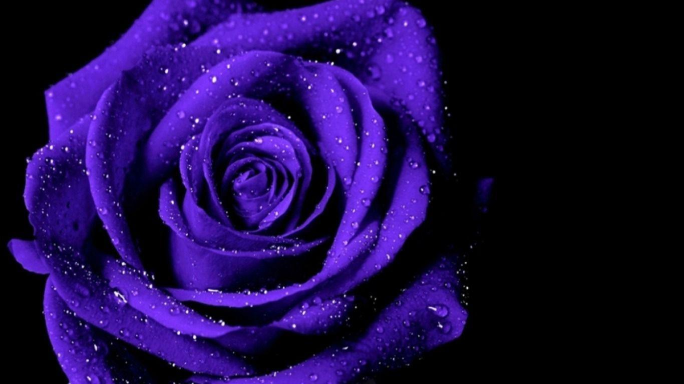 Purple And Black Rose Wallpapers Top Free Purple And Black Rose Backgrounds Wallpaperaccess