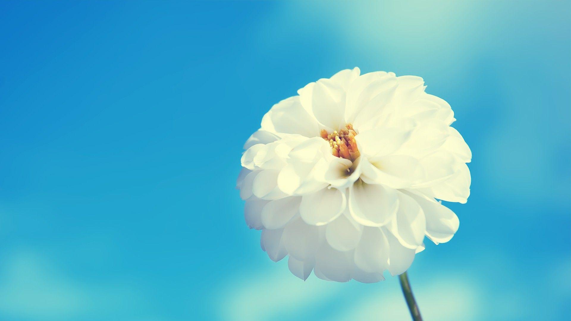 Burke décor has an extensive collection of beautiful floral print wallpapers. White Flower Hd Wallpapers Top Free White Flower Hd Backgrounds Wallpaperaccess