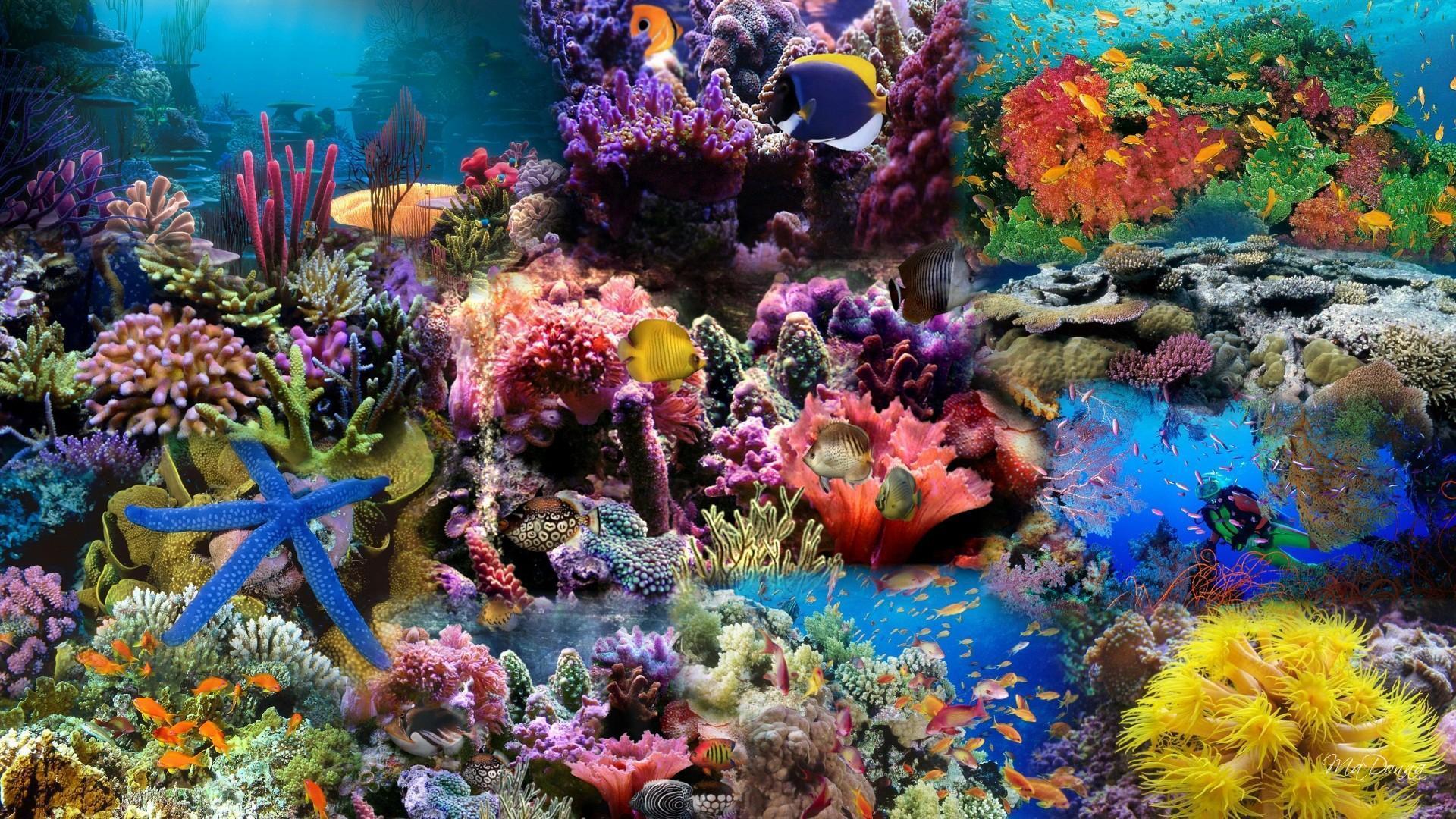 Enjoy our curated selection of 77 coral wallpapers and backgrounds. Coral Reef Computer Wallpapers Top Free Coral Reef Computer Backgrounds Wallpaperaccess