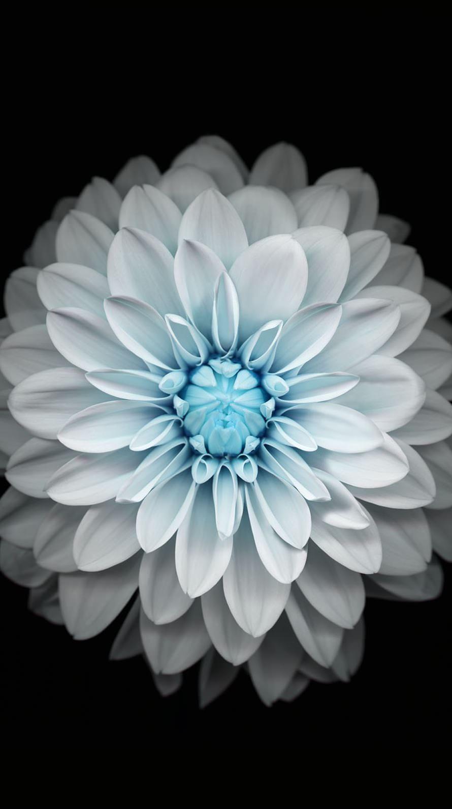 A lovingly curated selection of 1445 free hd white flower wallpapers and background images. Black And White Flower Iphone Wallpapers Top Free Black And White Flower Iphone Backgrounds Wallpaperaccess