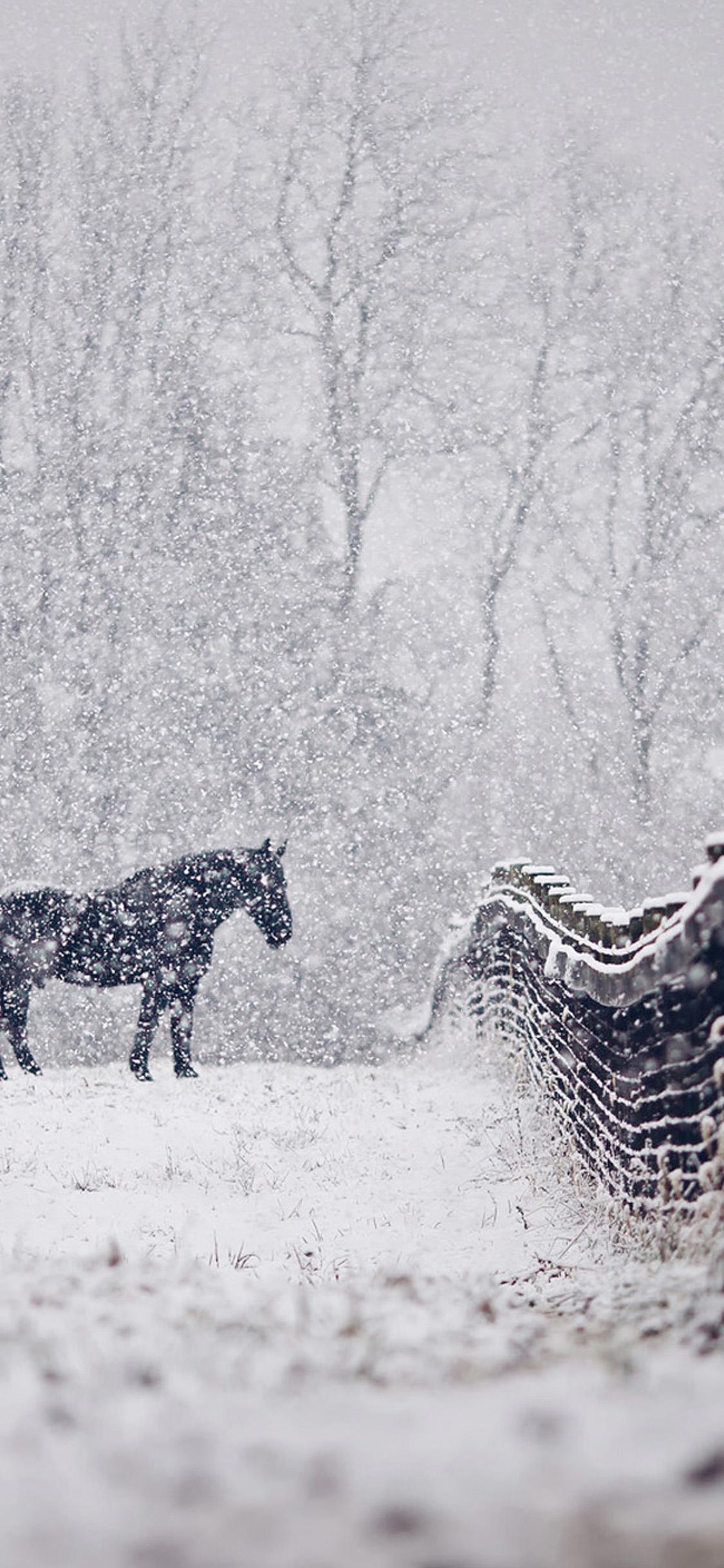 Gratuito immagini Horse Iphone Wallpapers Top Free Horse Iphone Backgrounds ultima da parte di