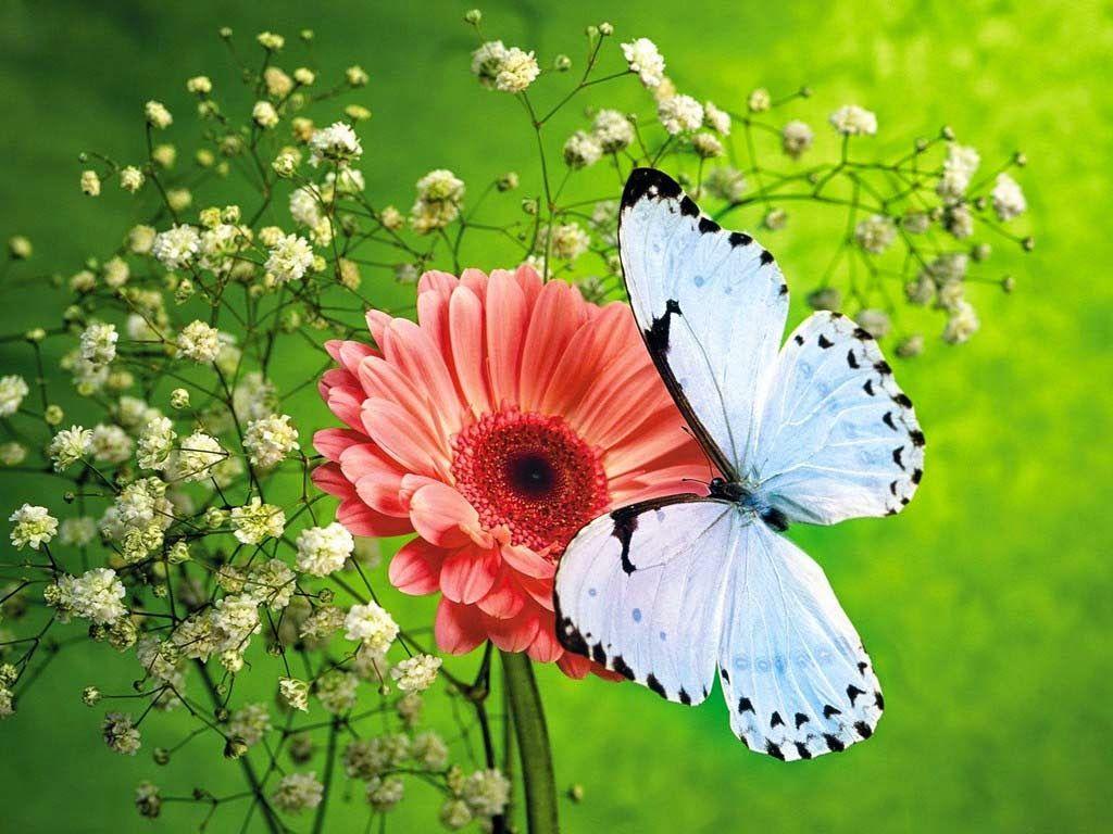 48 new wallpaper nature hd 2015 on wallpapersafari. 3d Butterfly Wallpapers Top Free 3d Butterfly Backgrounds Wallpaperaccess