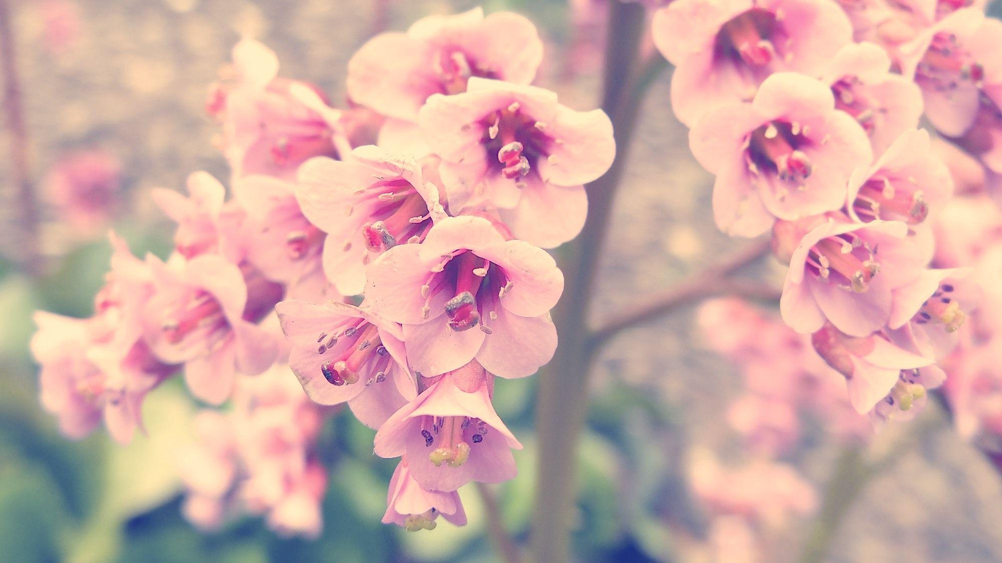 Free fall wallpapers and backgrounds are perfect if you dream of the crisp air, rich co. Vintage Flowers Photography Wallpapers Top Free Vintage Flowers Photography Backgrounds Wallpaperaccess