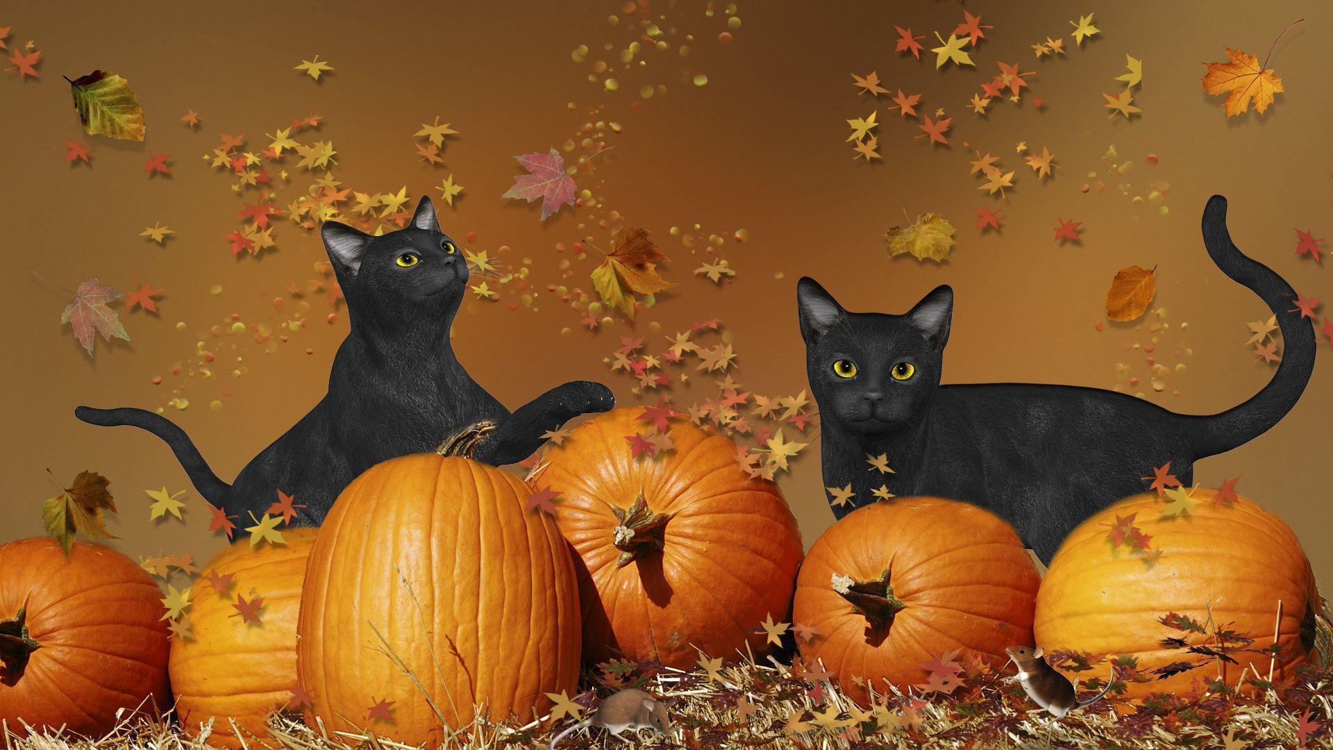 Cute animal halloween wallpapers
