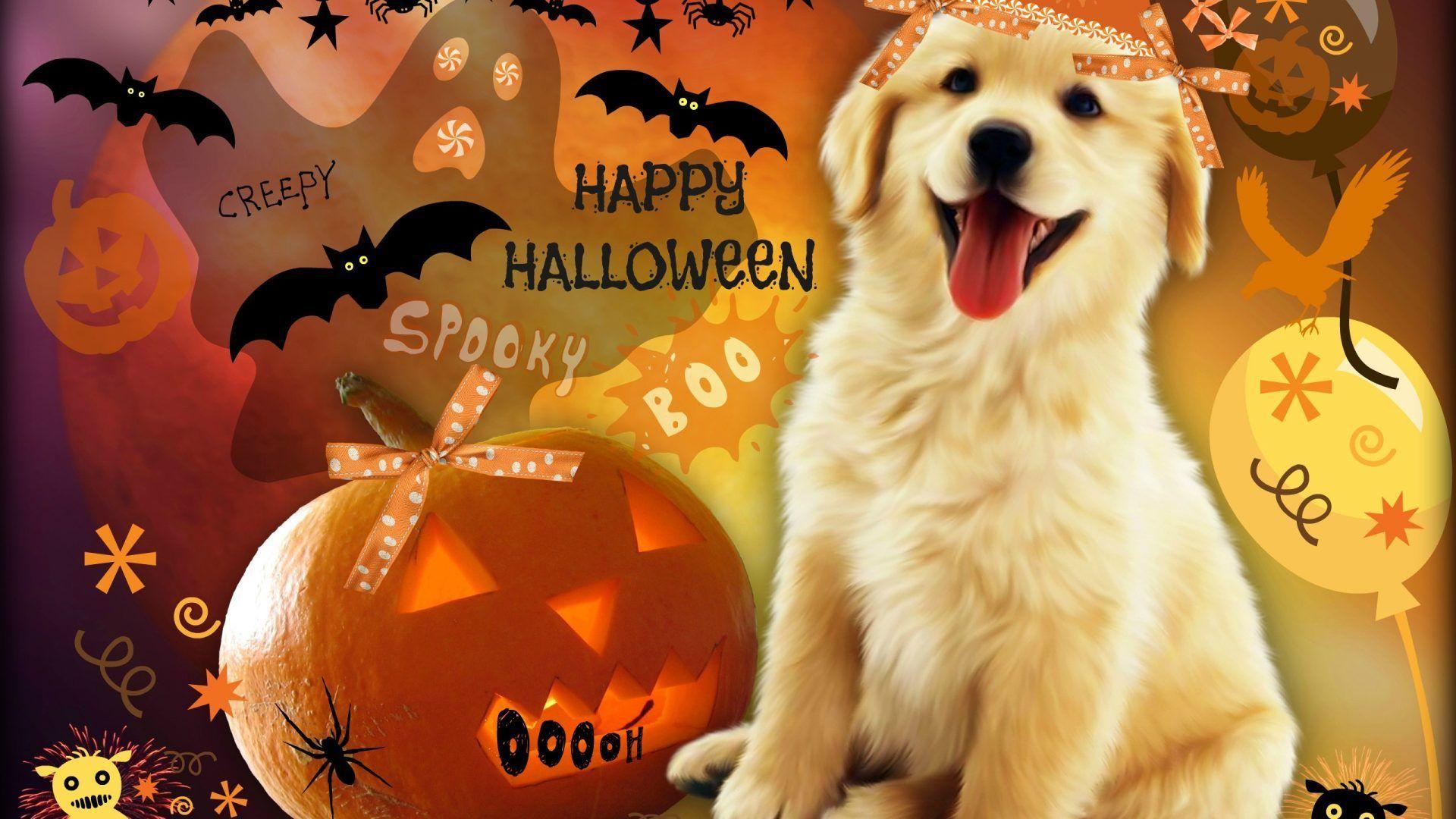 cute puppy halloween wallpapers top free cute puppy on preppy halloween pfp wallpapers