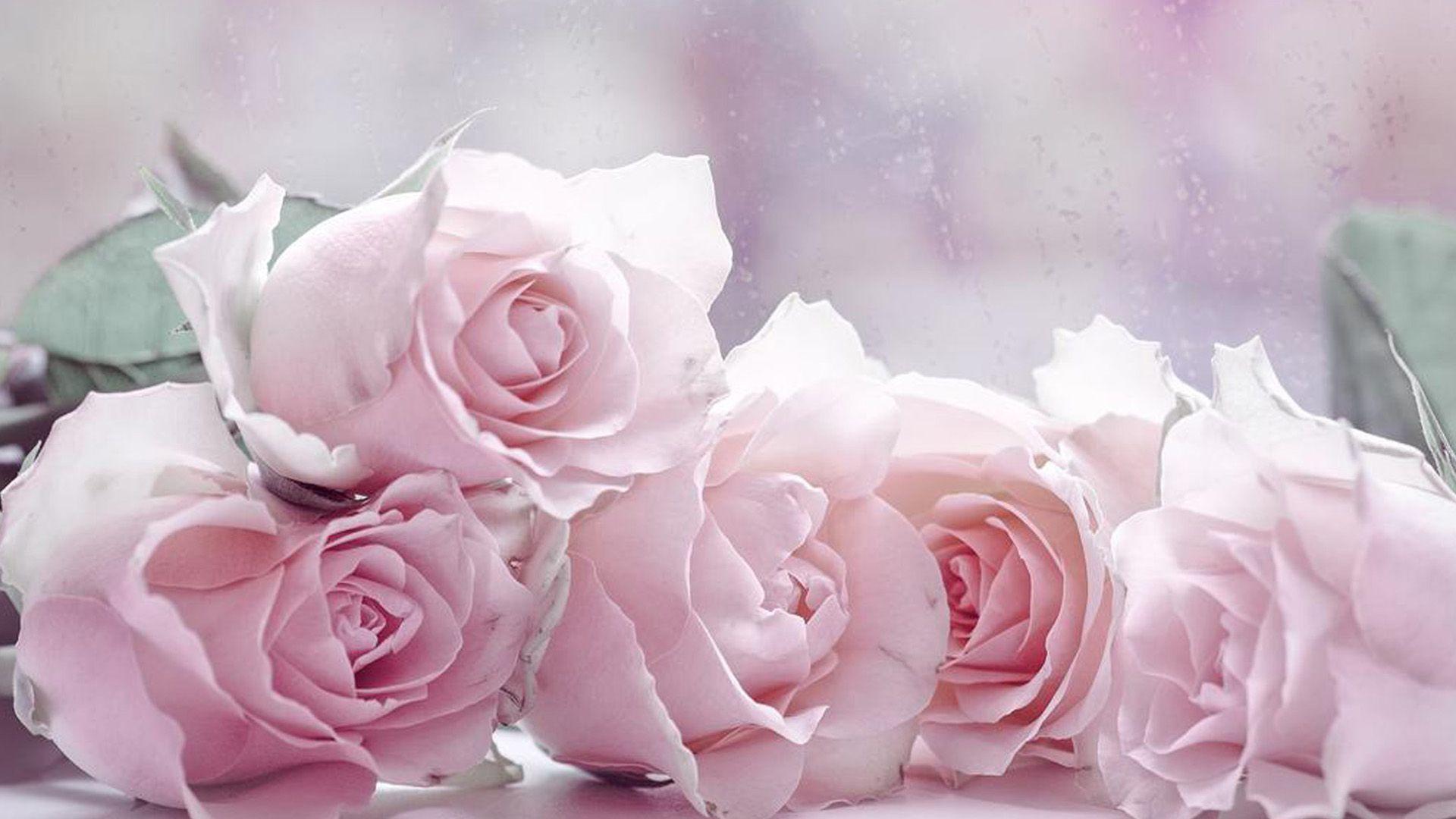 Rose Kawaii Wallpapers Top Free Rose Kawaii Backgrounds Wallpaperaccess