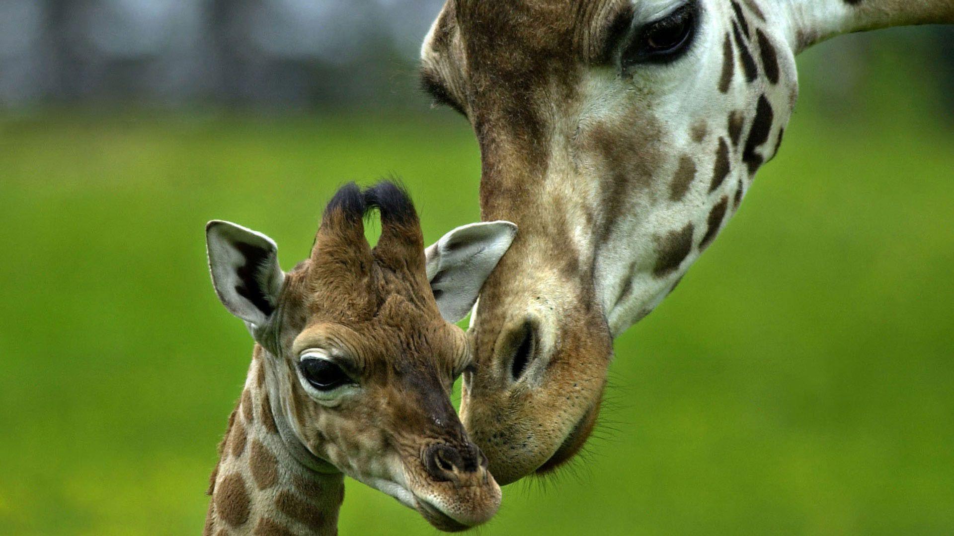 cute giraffe wallpapers top free cute giraffe on cute giraffe wallpapers