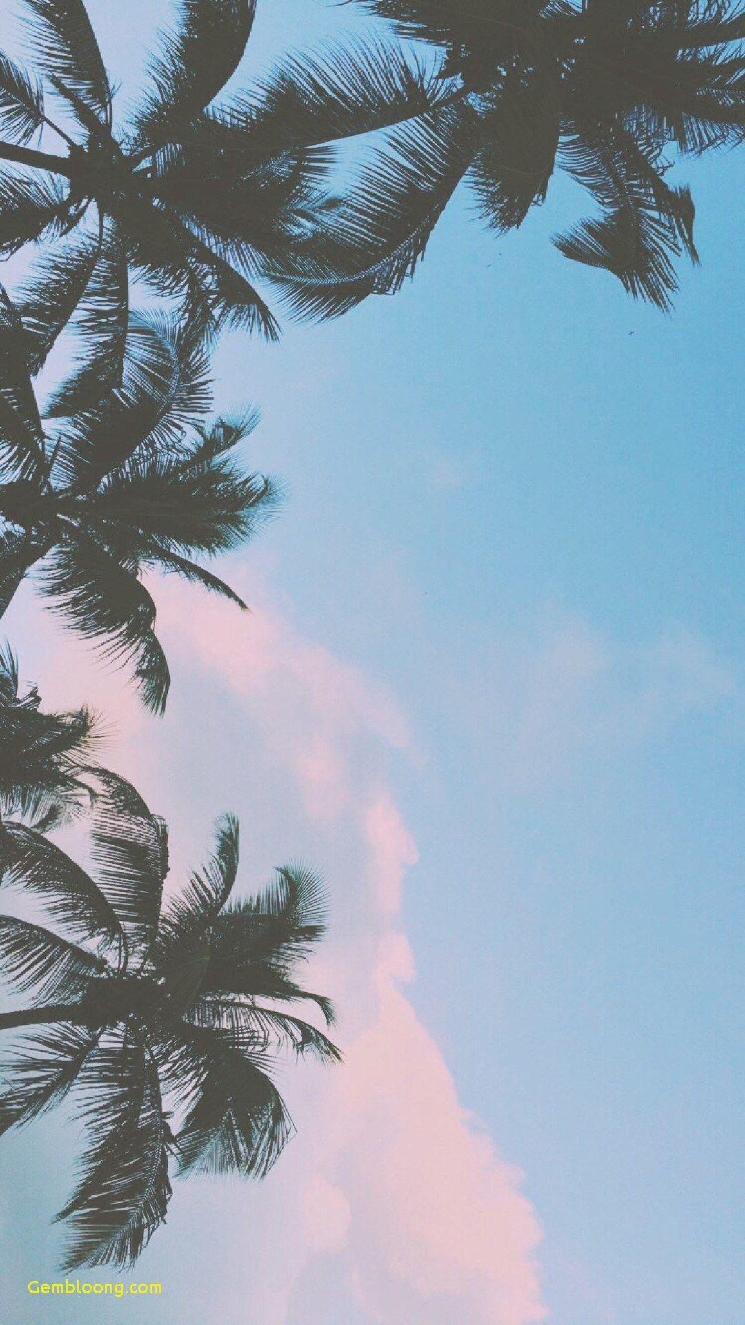 Ottieni immagini Fresh Tumblr Phone Wallpapers Top Free Fresh Tumblr Phone il piu cool saluti