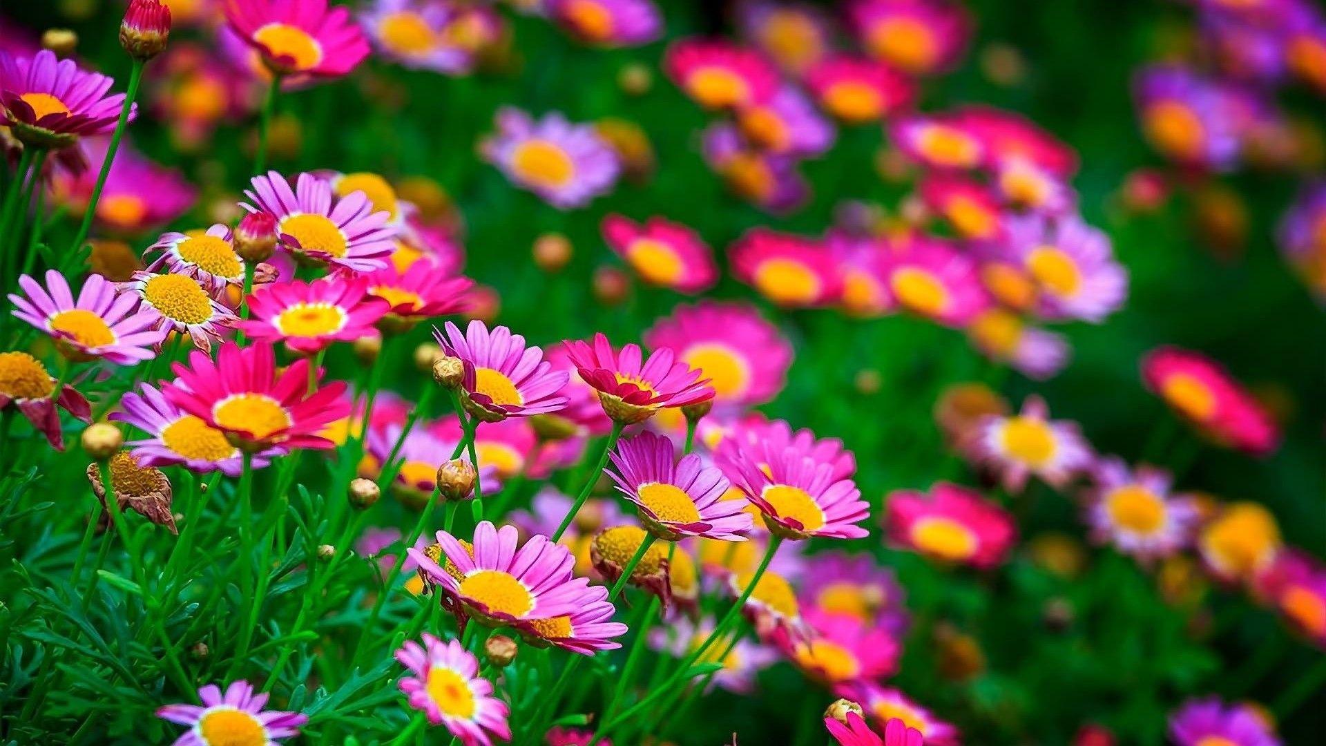 Most beautiful flowers wallpapers