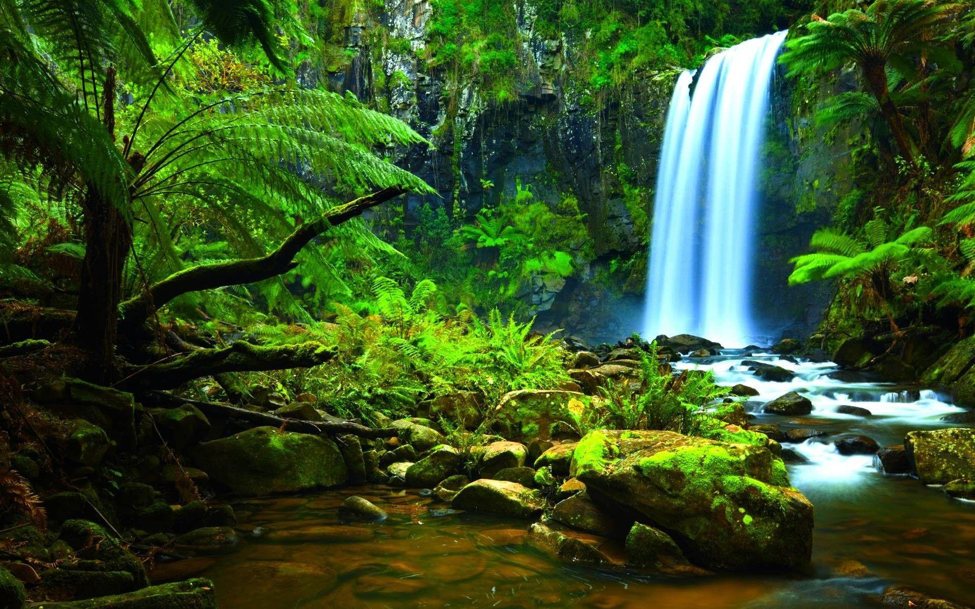 Amazon rainforest wallpapers