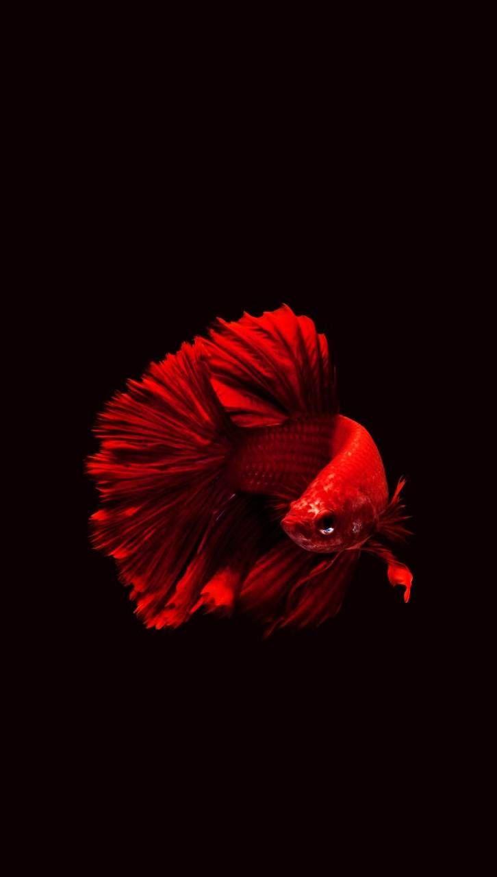 Betta Fish Wallpapers Top Free Betta Fish Backgrounds Wallpaperaccess