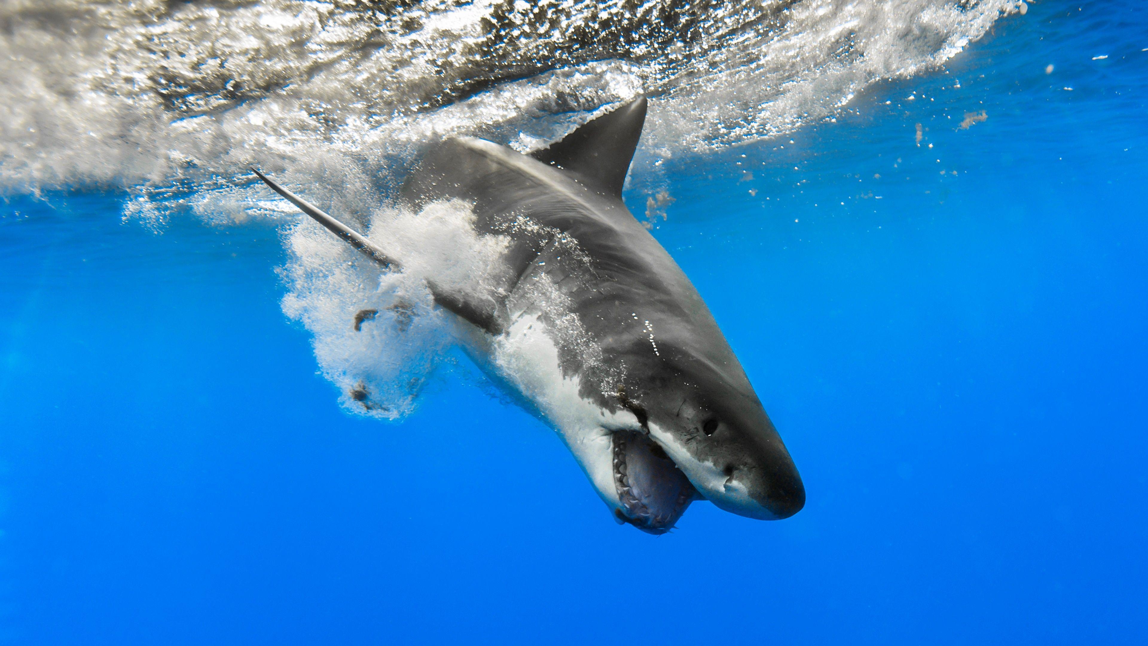 Find the best mac wallpapers with shark. Shark 4k Wallpapers Top Free Shark 4k Backgrounds Wallpaperaccess