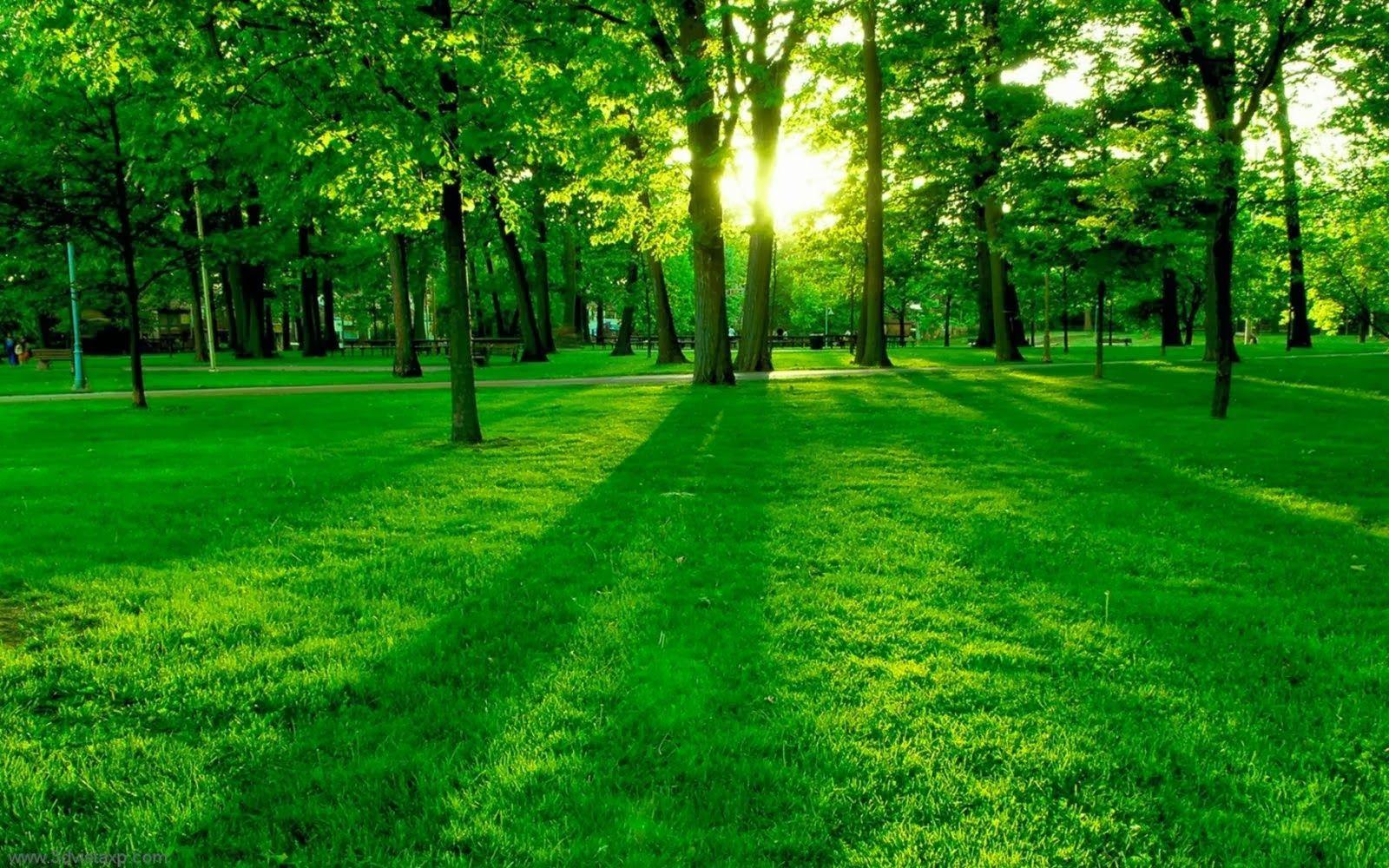 People have an innate curiosity about the natural world around them, and identifying a tree by its leaves can satisfy that curiosity. Green Tree Wallpapers Top Free Green Tree Backgrounds Wallpaperaccess
