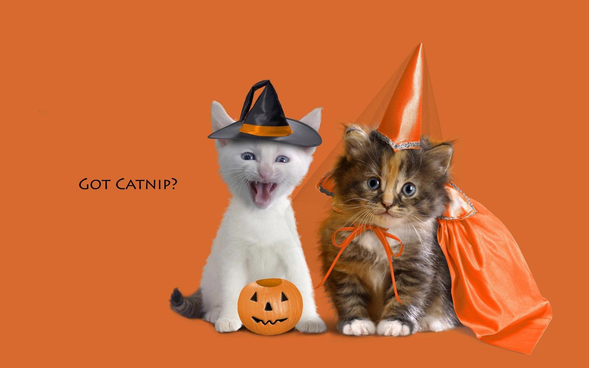 Cute animal halloween wallpapers