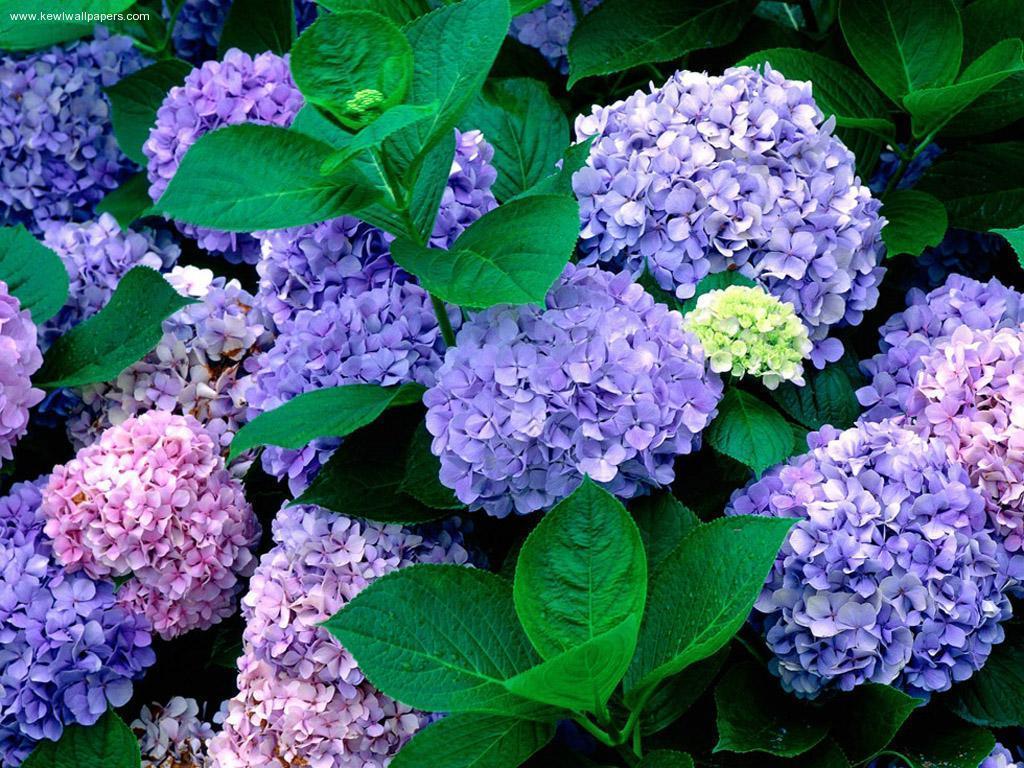 Untuk dapat mengedit background latar foto di ponsel android cukup lah mudah. Hydrangea Wallpapers Top Free Hydrangea Backgrounds Wallpaperaccess