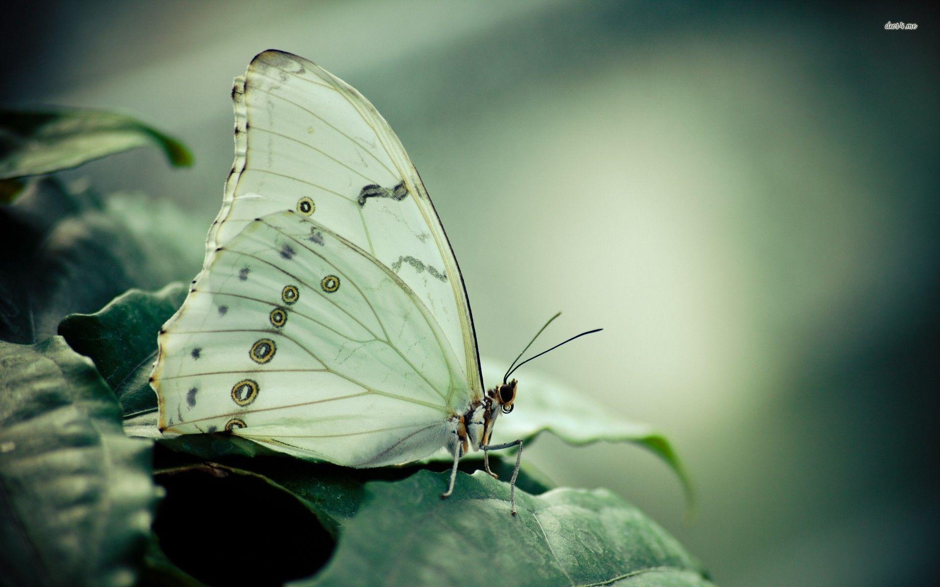 Butterfly Wallpaper White