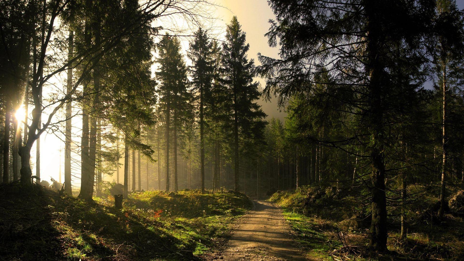 I made it my desktop. Wood Landscape Wallpapers Top Free Wood Landscape Backgrounds Wallpaperaccess