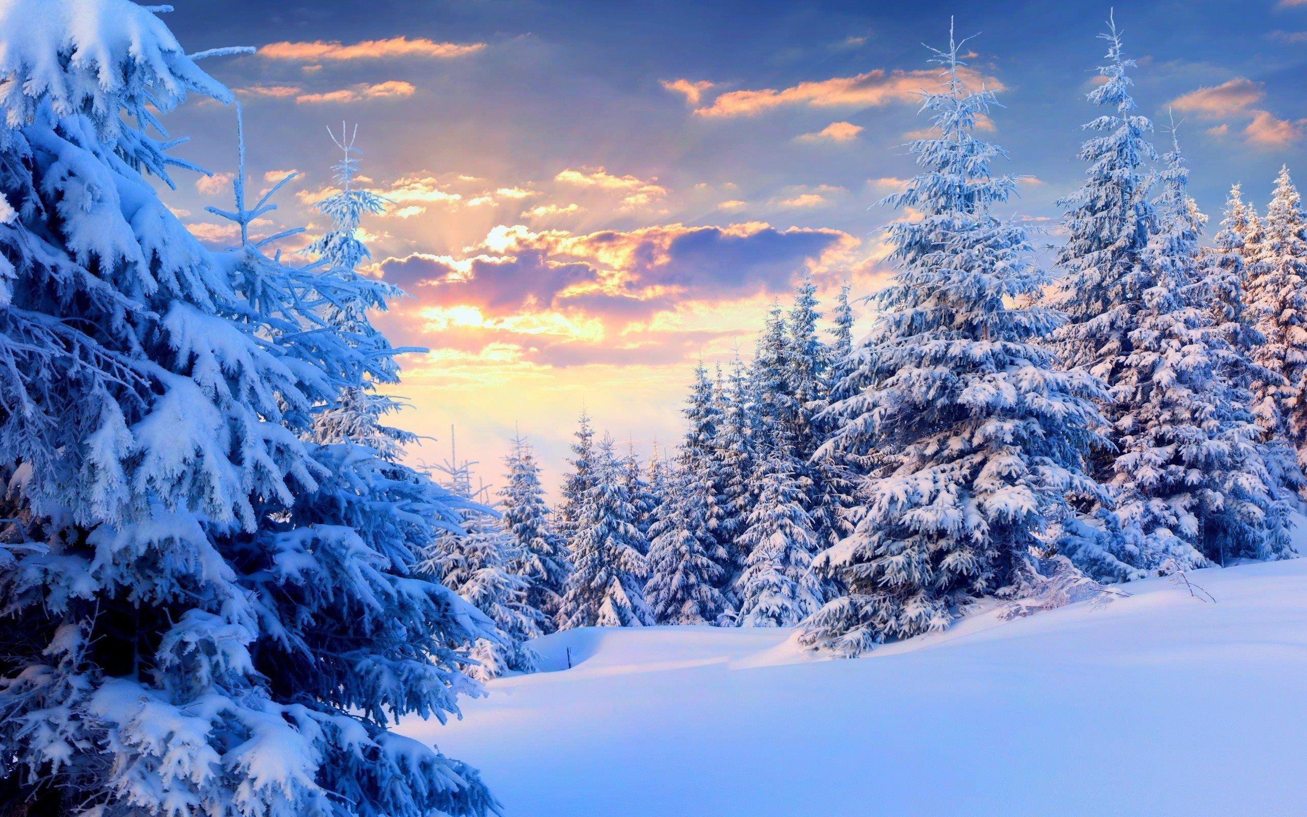 Winter forest wallpapers