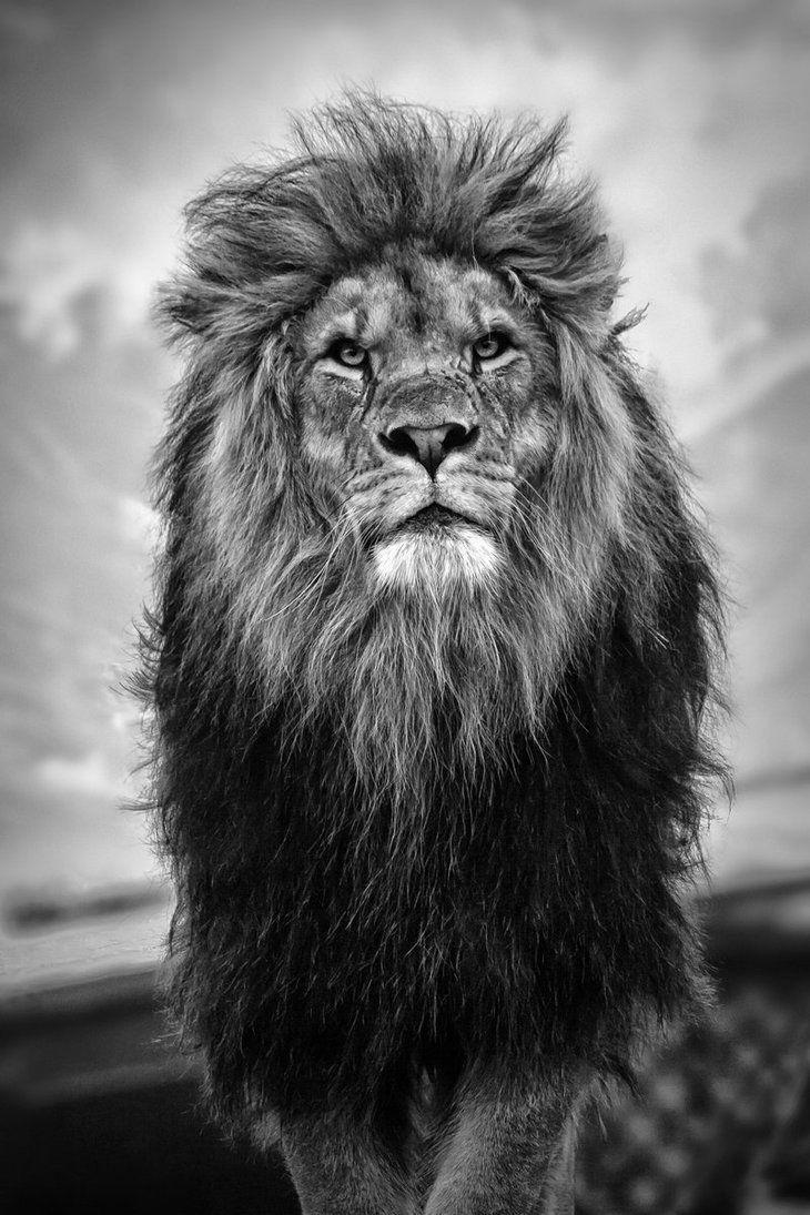 Black Lion Iphone Wallpapers Top Free Black Lion Iphone Backgrounds Wallpaperaccess