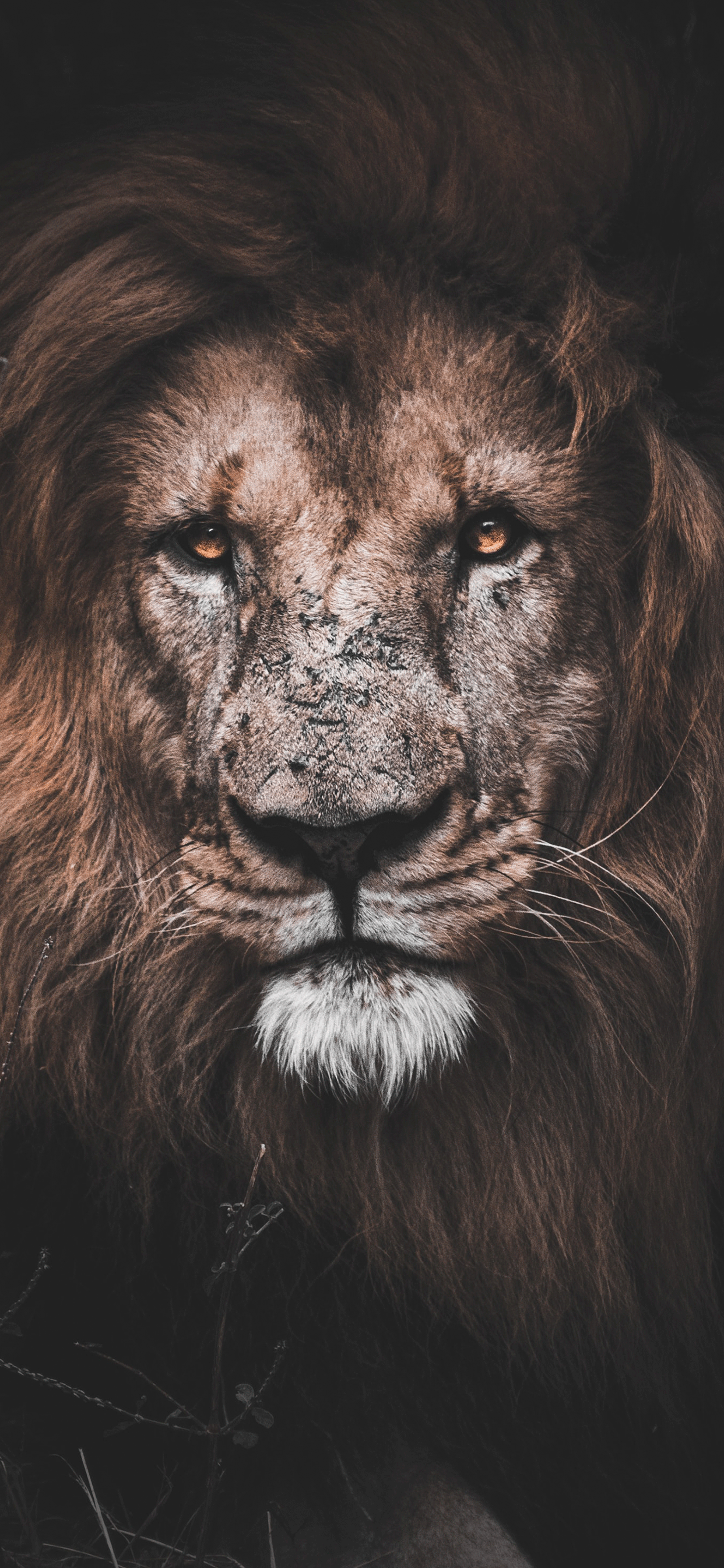 Lion Iphone X Wallpapers Top Free Lion Iphone X Backgrounds Wallpaperaccess