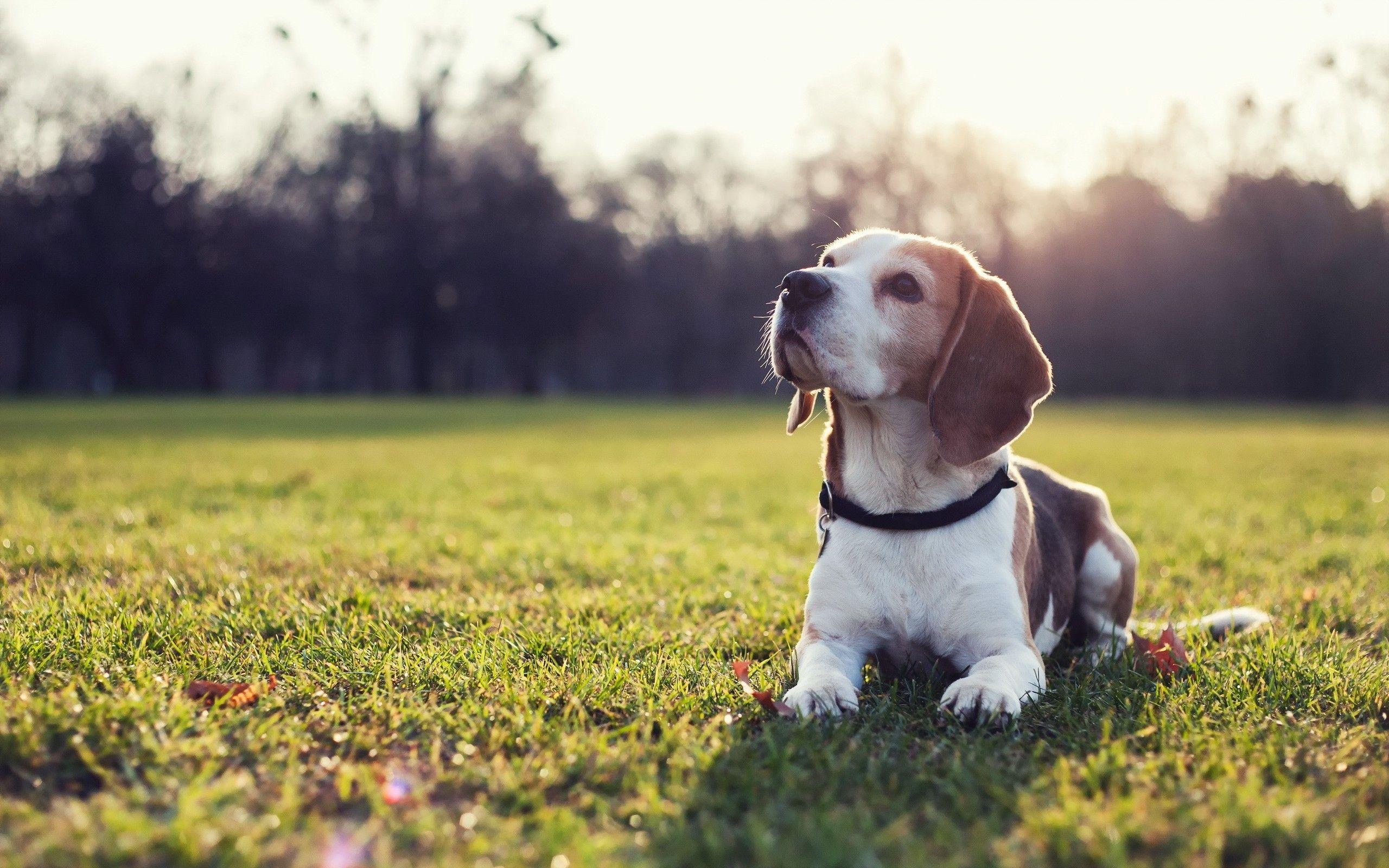 Download and use 5000+ beagle puppy stock photos for free. Beagle Wallpapers Top Free Beagle Backgrounds Wallpaperaccess