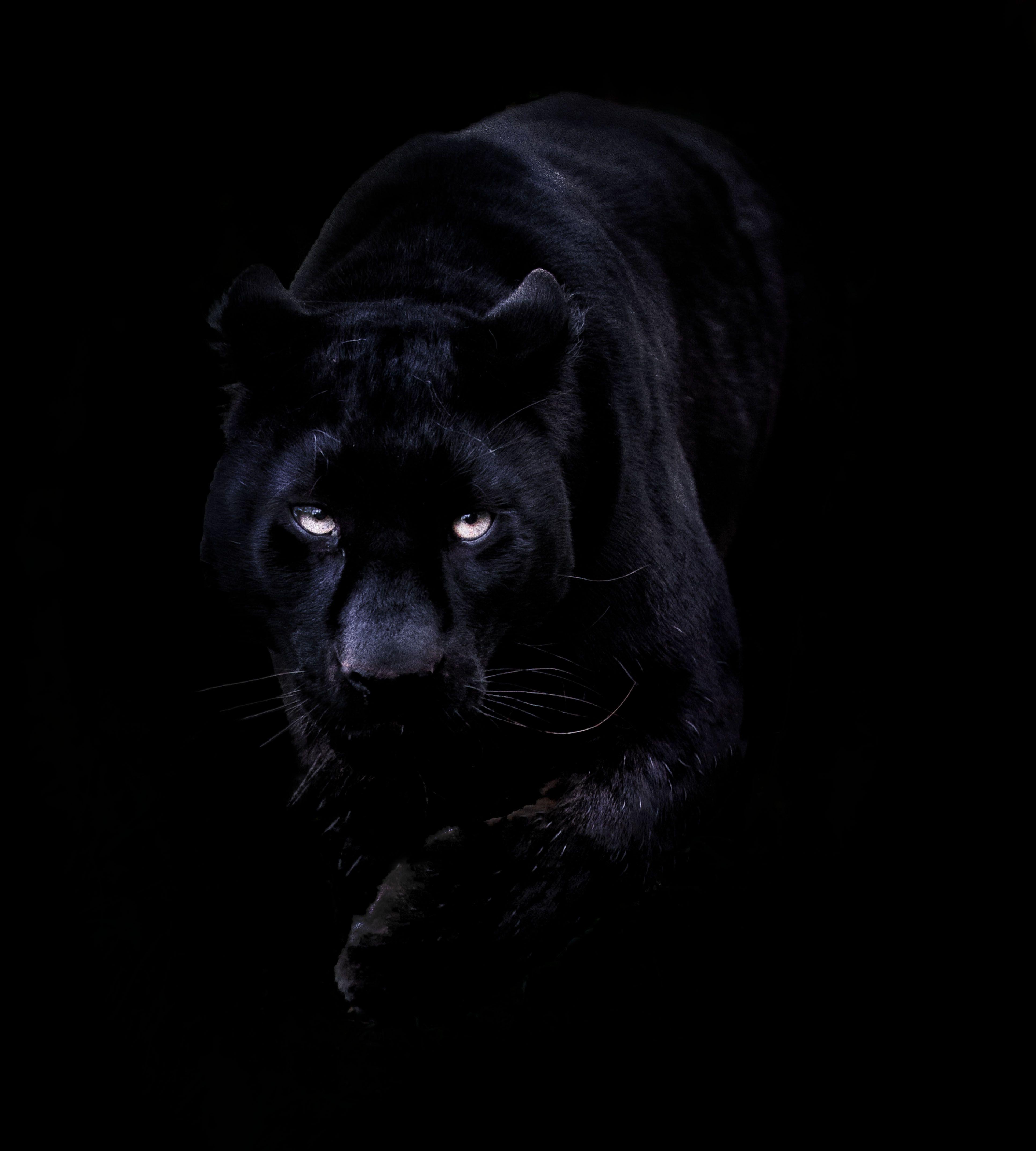 Black jaguar hd wallpapers