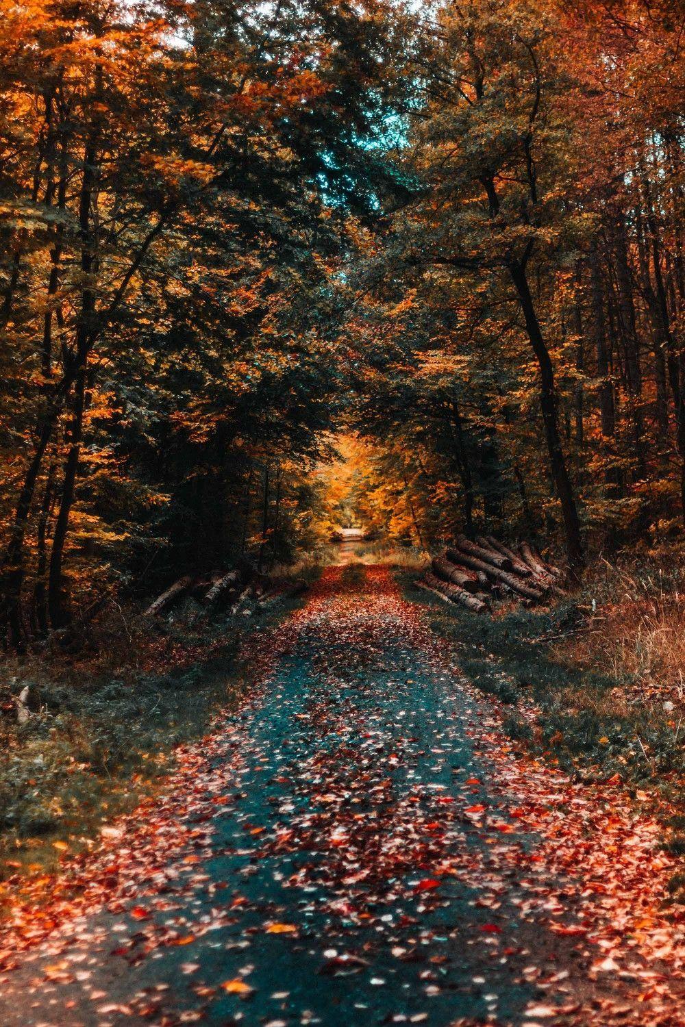 It's hard to know what to plant in the fall. Autumn Road Wallpapers Top Free Autumn Road Backgrounds Wallpaperaccess