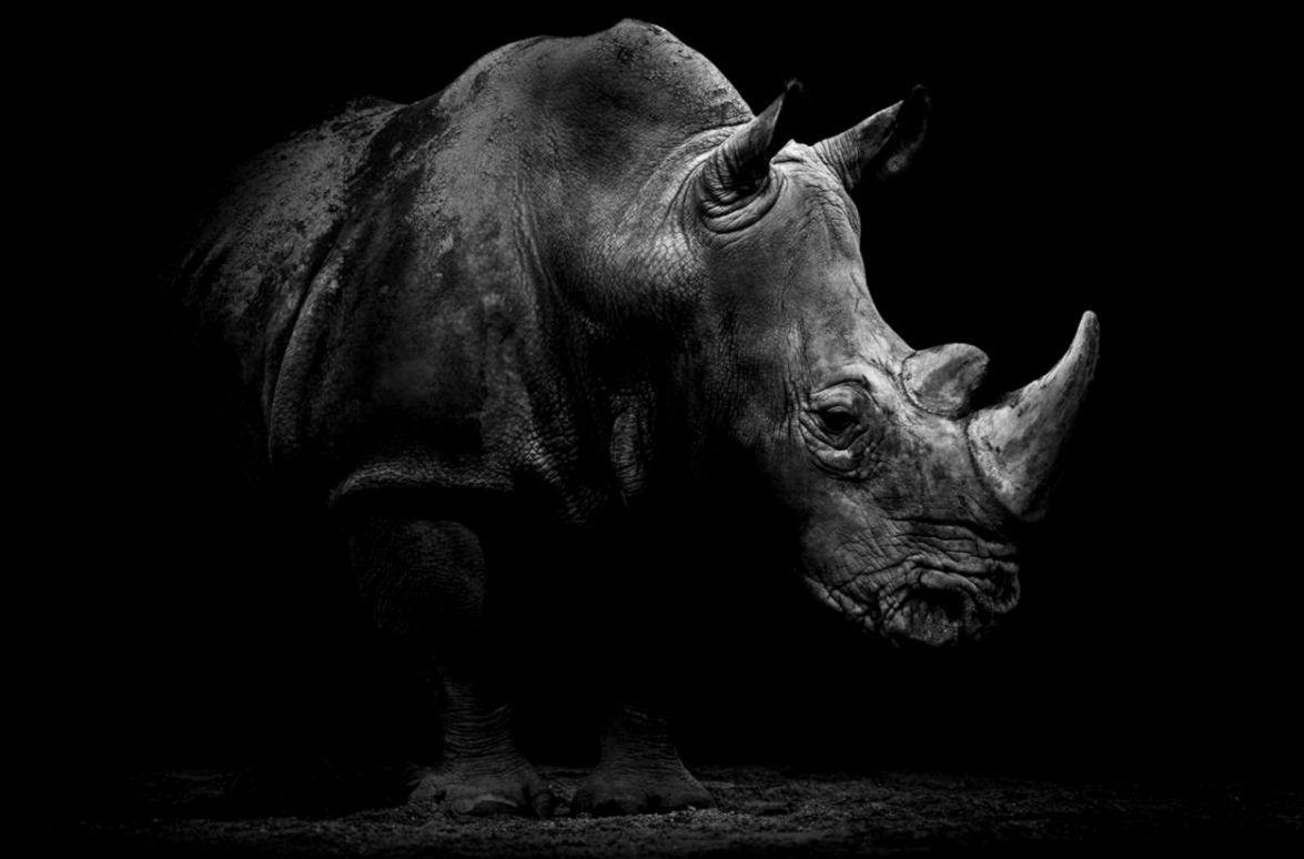 1827 black rhino stock video clips in 4k and hd for creative projects. Rhino Wallpapers Top Free Rhino Backgrounds Wallpaperaccess