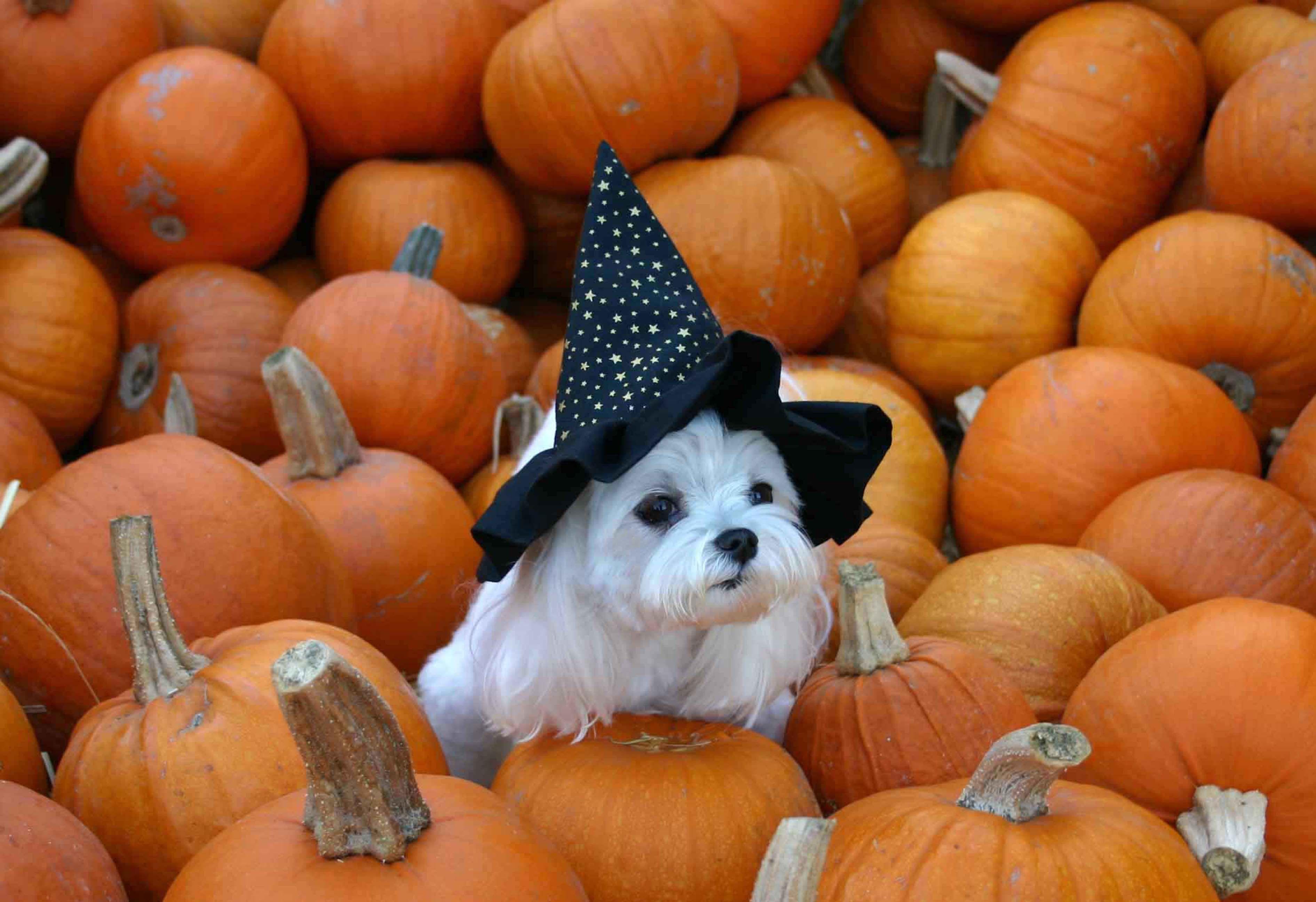 Halloween dog wallpapers