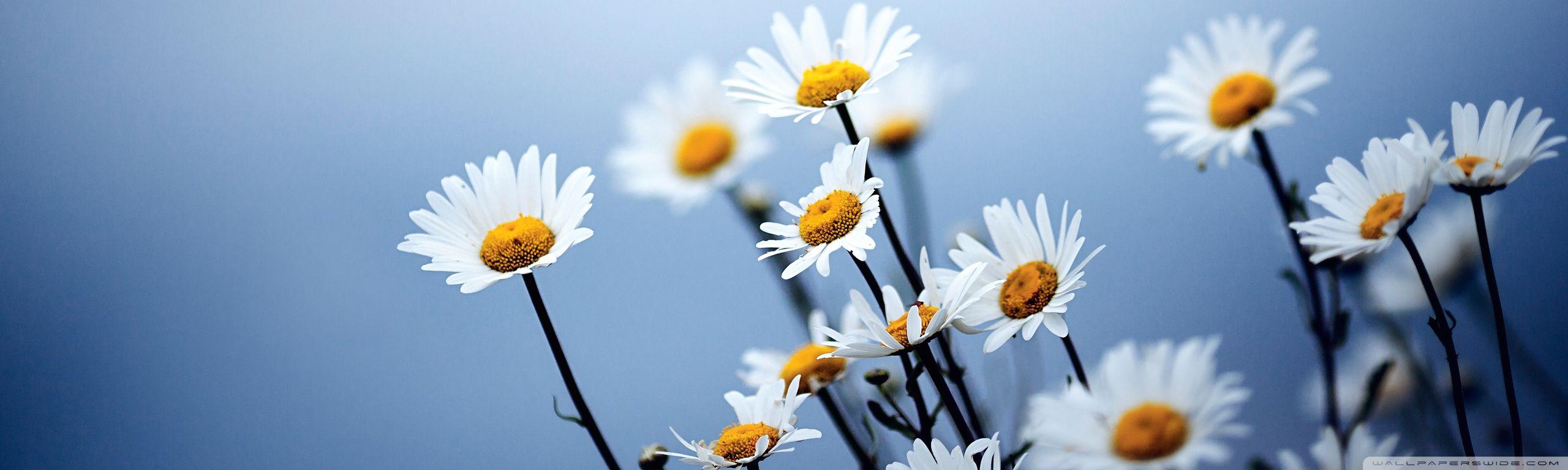 We send them to people to show them how much we care, and we send them to show our sorrow when someone dies. Flower Dual Monitor Wallpapers Top Free Flower Dual Monitor Backgrounds Wallpaperaccess