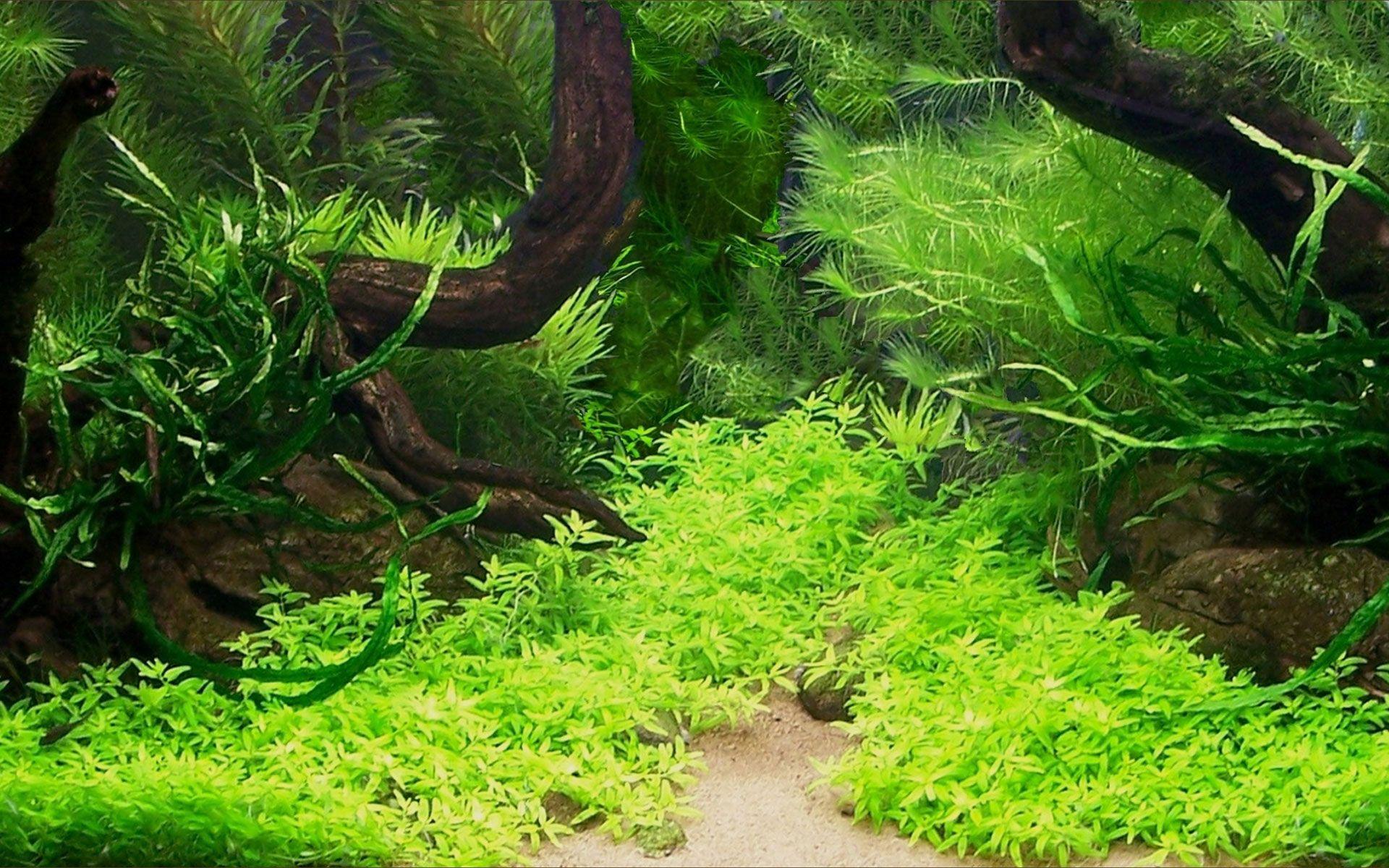 Get the best deals on aquarium background decorations when you shop the largest. Japanese Aquarium Wallpapers Top Free Japanese Aquarium Backgrounds Wallpaperaccess