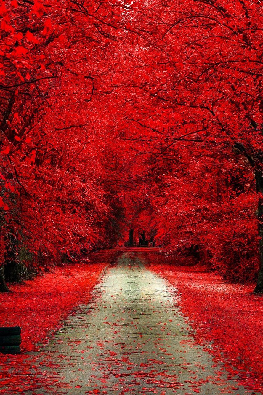 Red Forest HD Wallpapers - Top Free Red Forest HD  